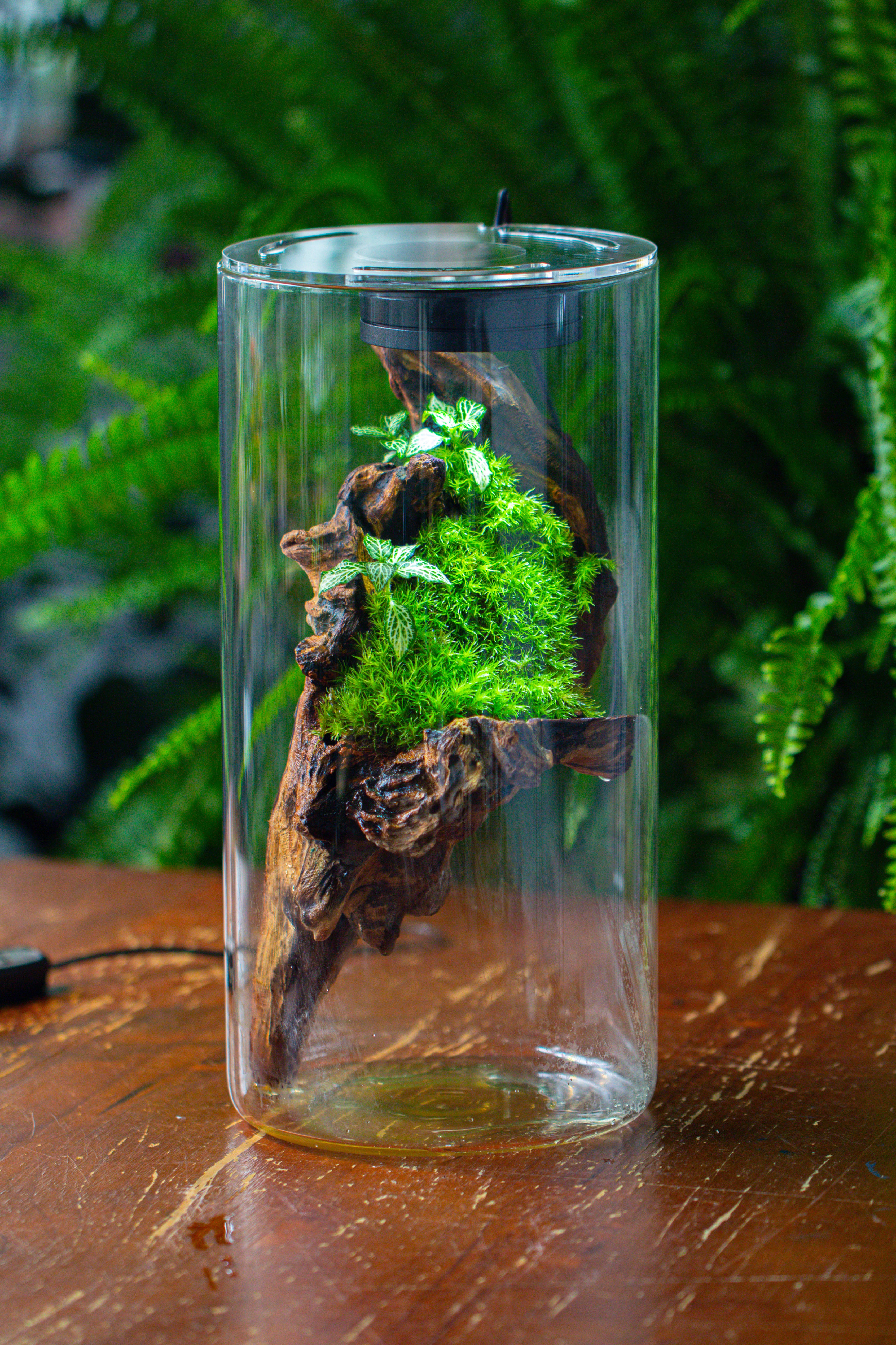 Large Cylinder Terrarium with LED Grow Lamp, Acrylic Lid Set for Bog, Carnivorous plants -15x30cm - NCYPgarden