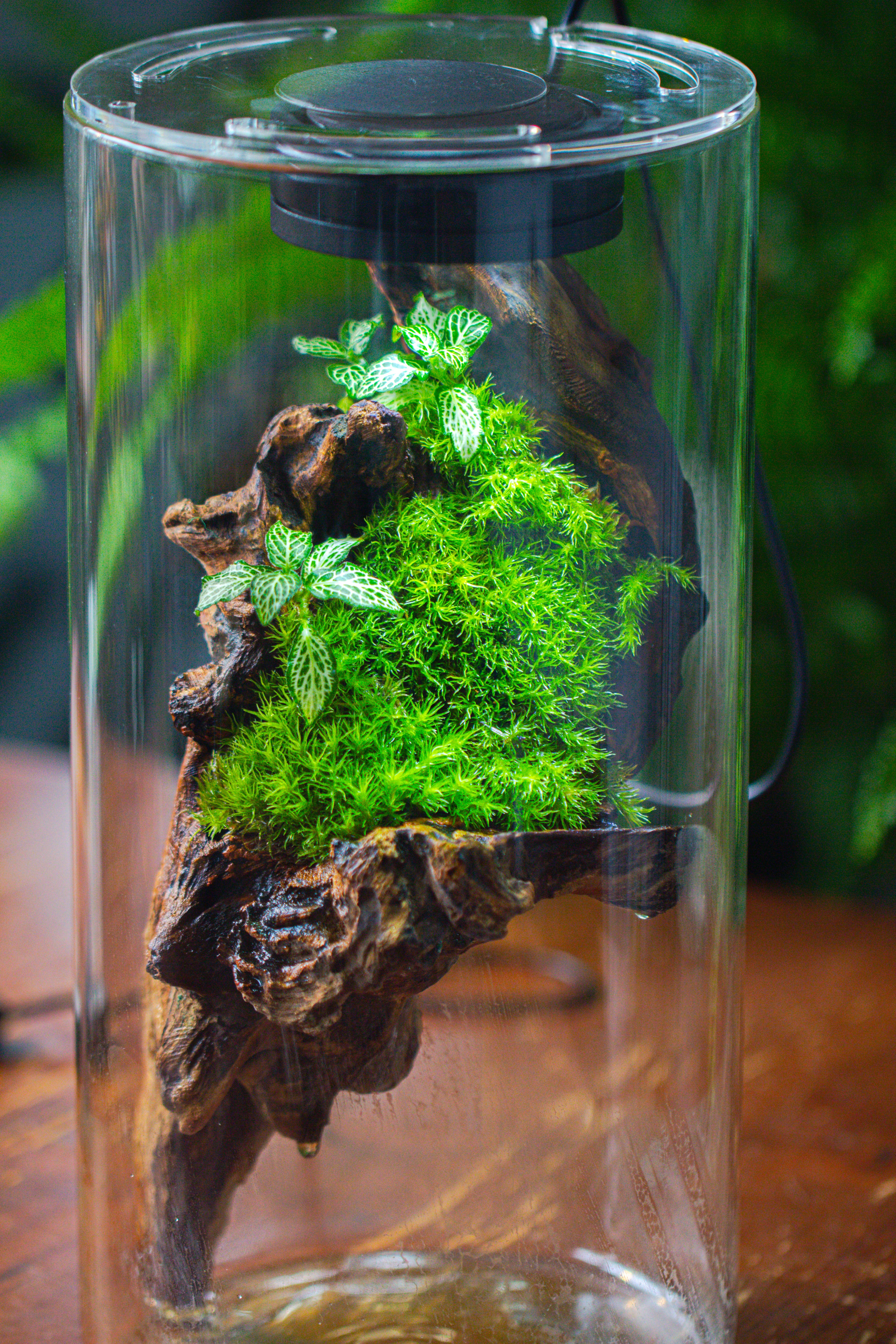 Large Cylinder Terrarium with LED Grow Lamp, Acrylic Lid Set for Bog, Carnivorous plants -15x30cm - NCYPgarden