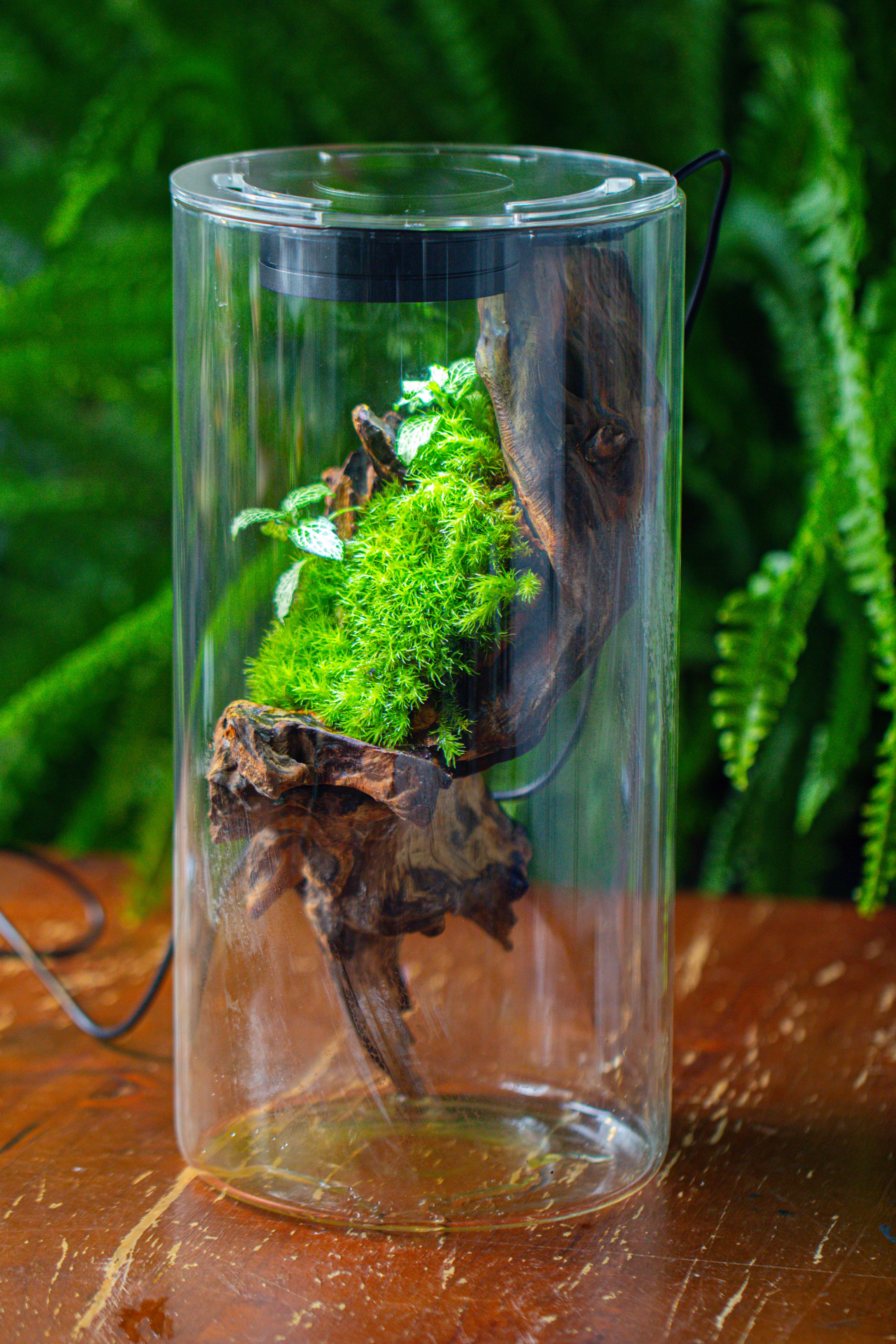 Large Cylinder Terrarium with LED Grow Lamp, Acrylic Lid Set for Bog, Carnivorous plants -15x30cm - NCYPgarden
