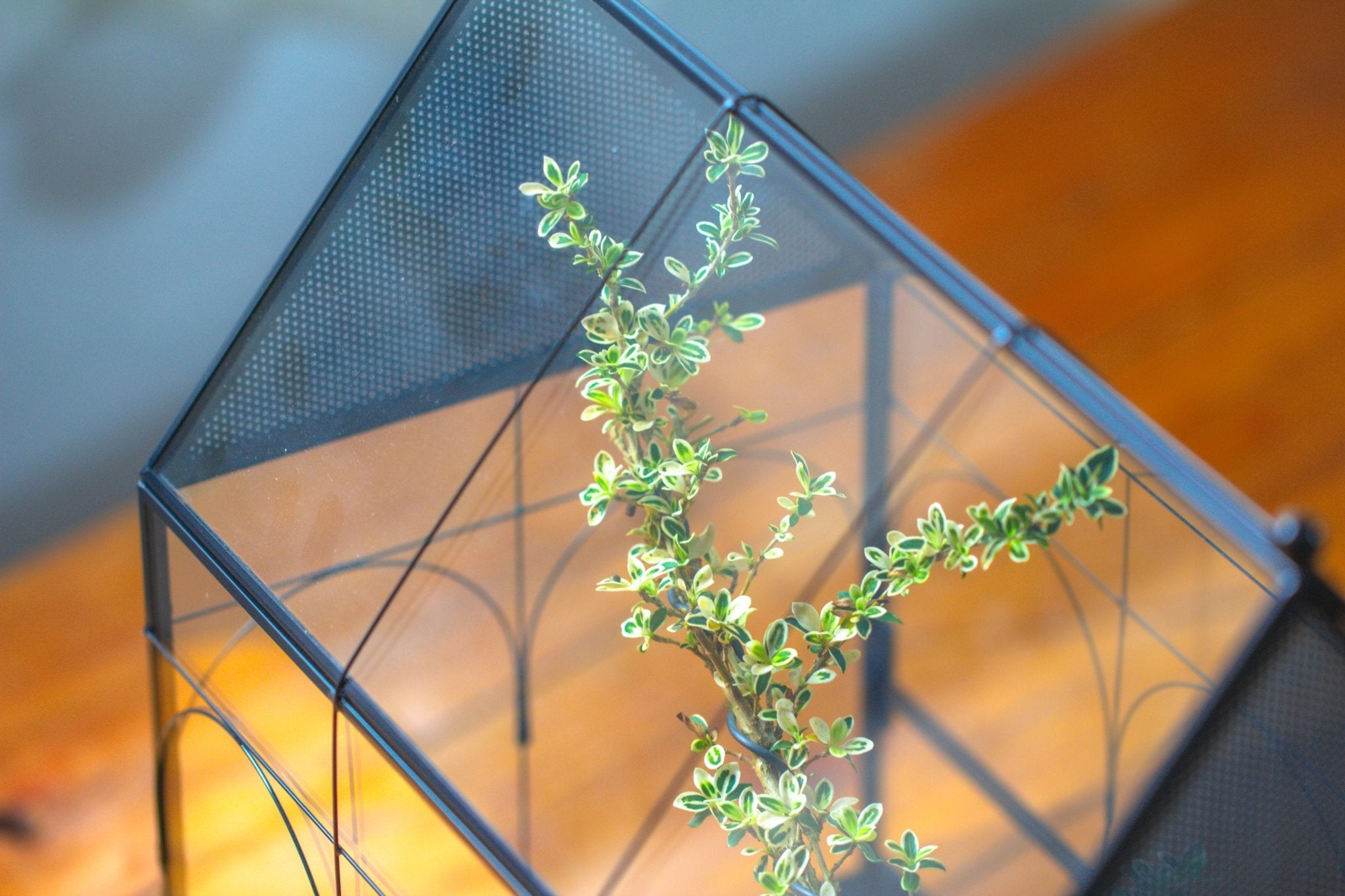 Large Vintage House Shape Insect Terrarium with Vent for Tarantulas, Mantis, Stick Insects - 13" - NCYPgarden