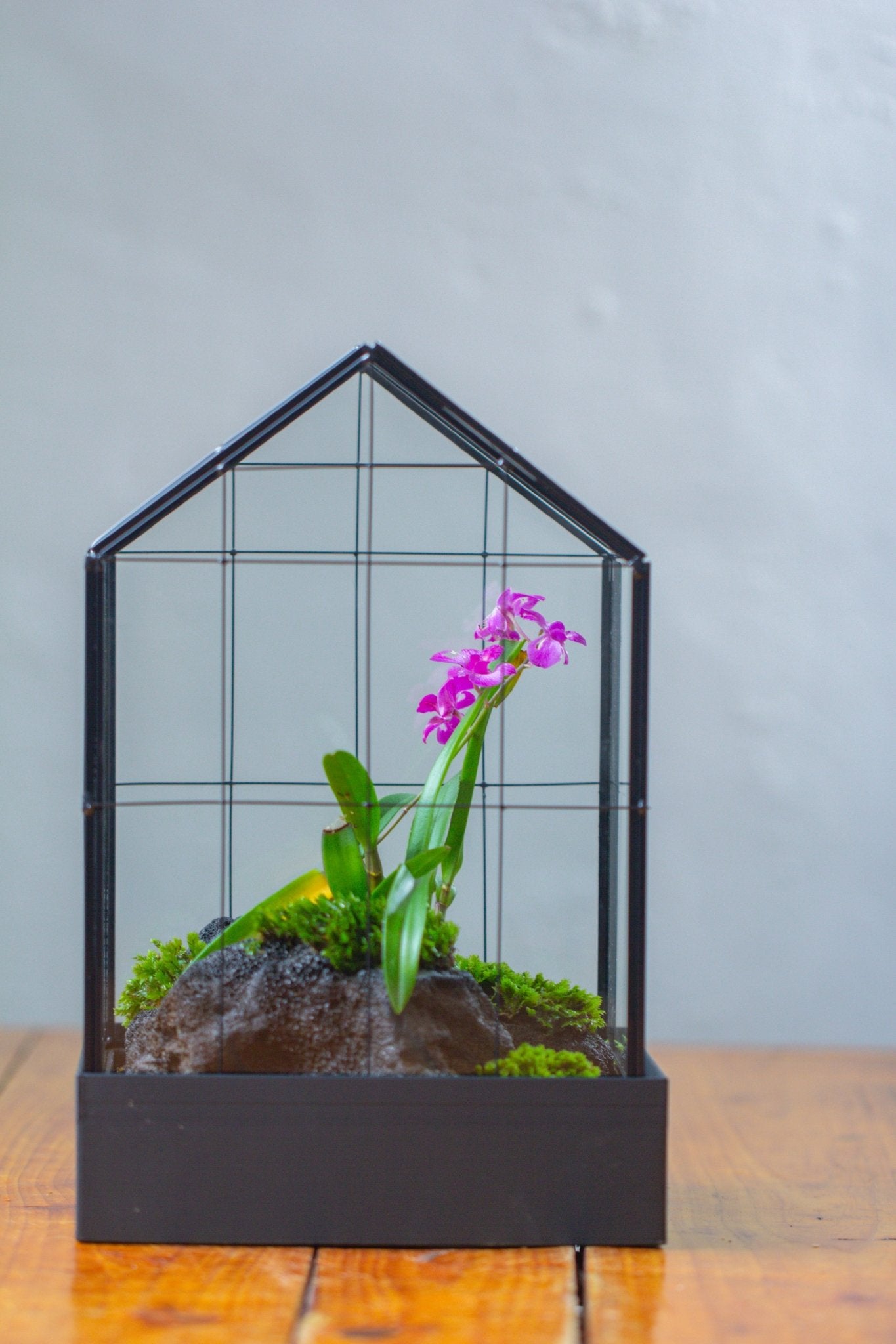 11” Vintage Greenhouse Glass Terrarium with Water - Holding Tray and Top Door - NCYPgarden