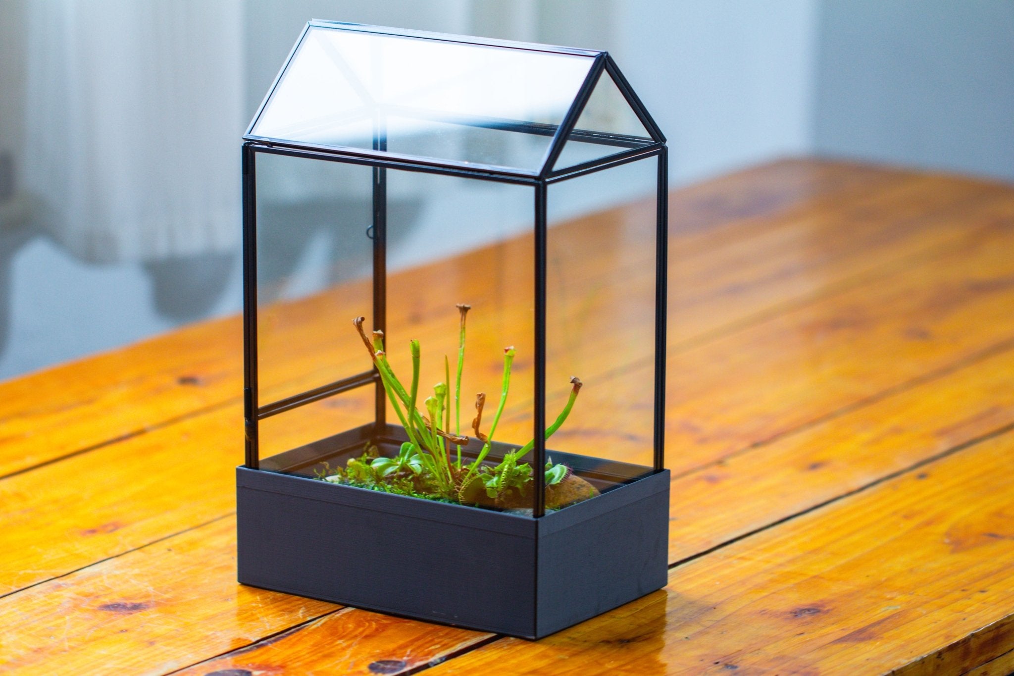 11“ Tall Glass Terrarium with Water - Holding Base and Side Door - NCYPgarden