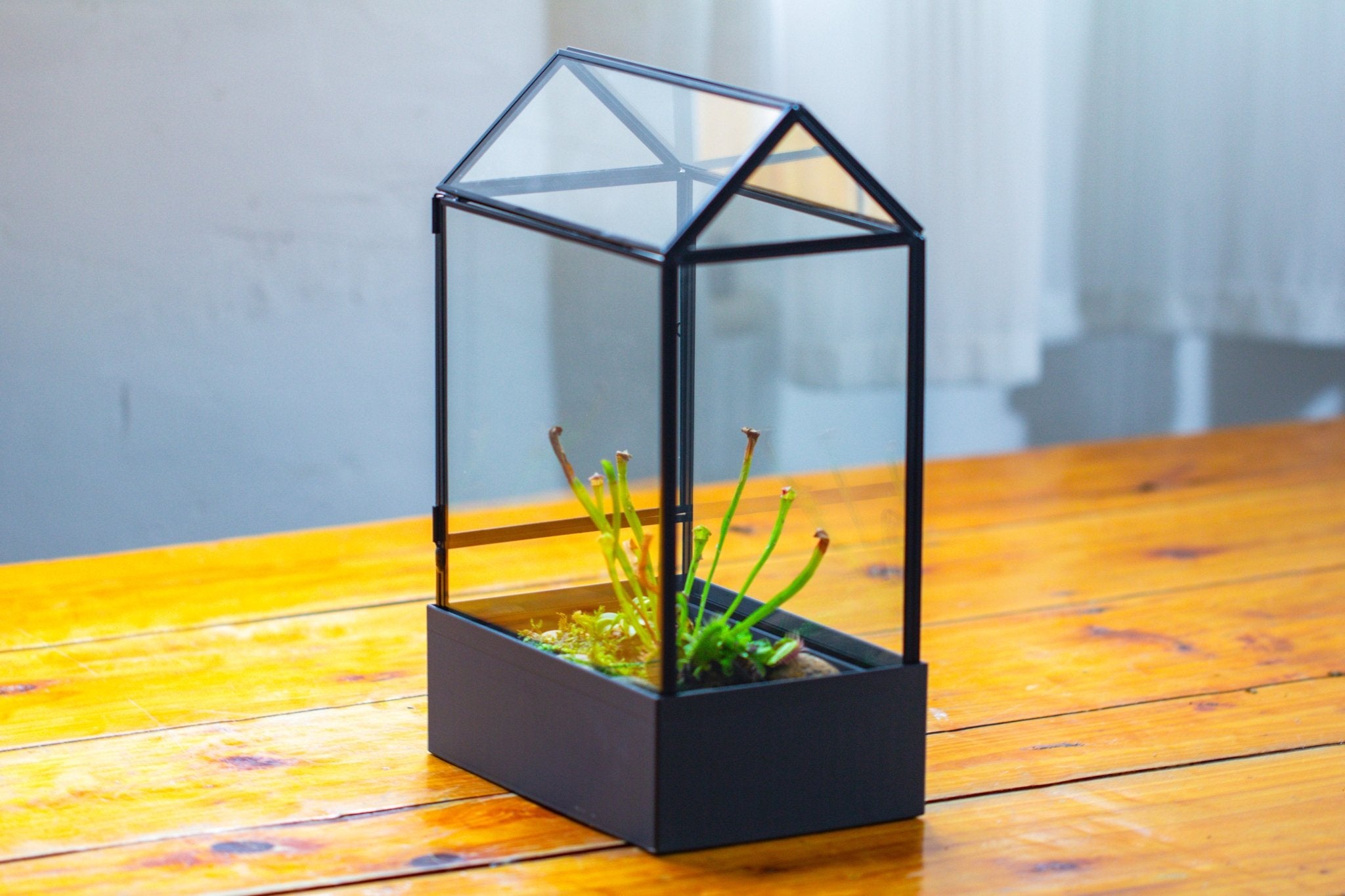 11“ Tall Glass Terrarium with Water - Holding Base and Side Door - NCYPgarden