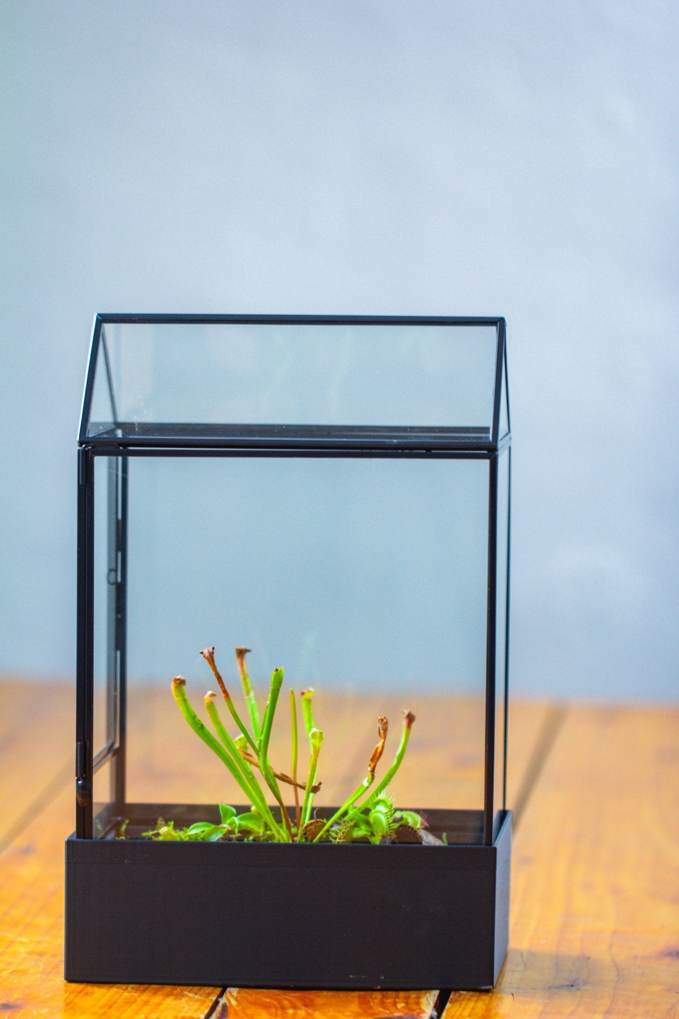 11“ Tall Glass Terrarium with Water - Holding Base and Side Door - NCYPgarden