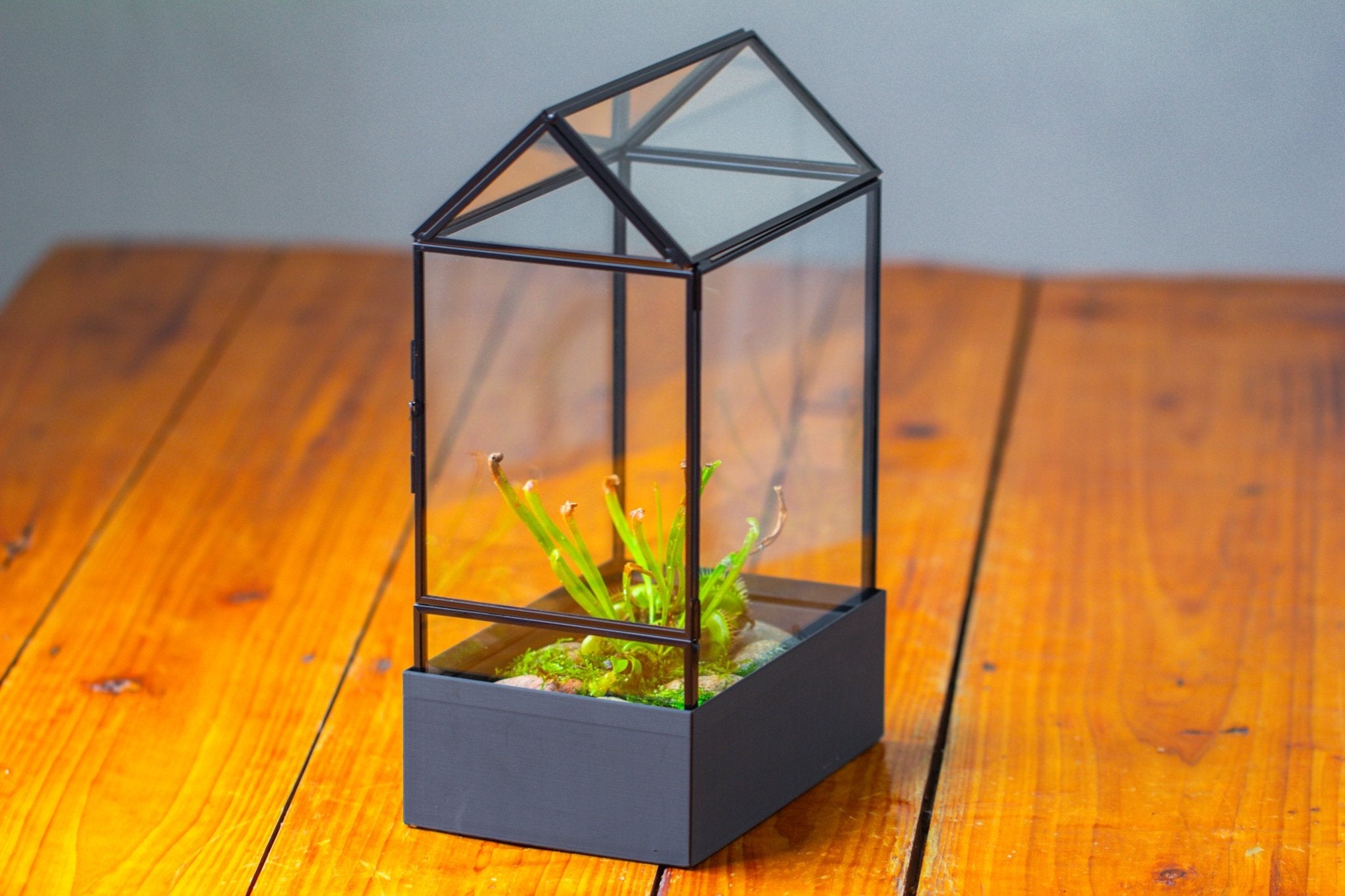 11“ Tall Glass Terrarium with Water - Holding Base and Side Door - NCYPgarden