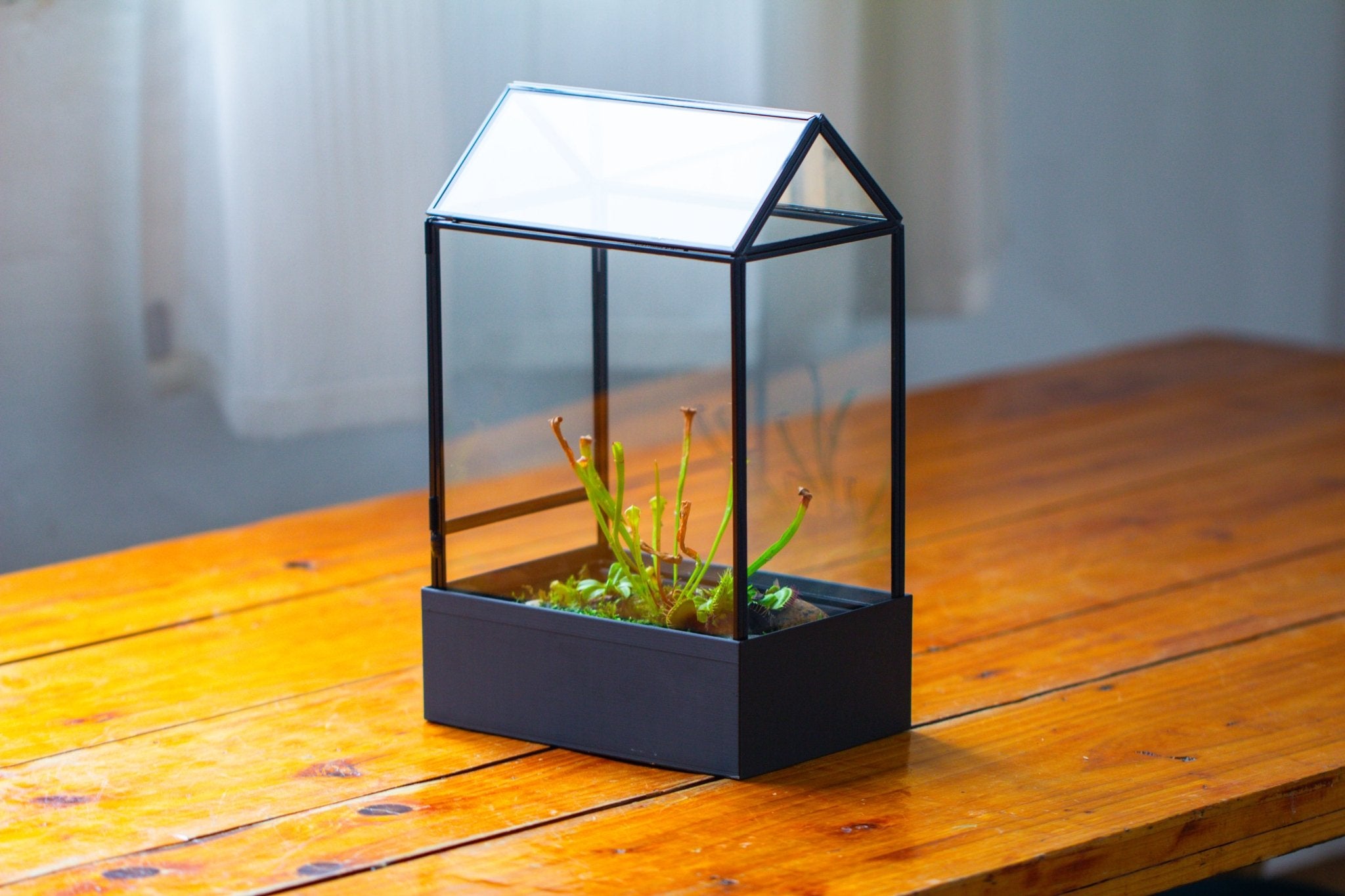 11“ Tall Glass Terrarium with Water - Holding Base and Side Door - NCYPgarden