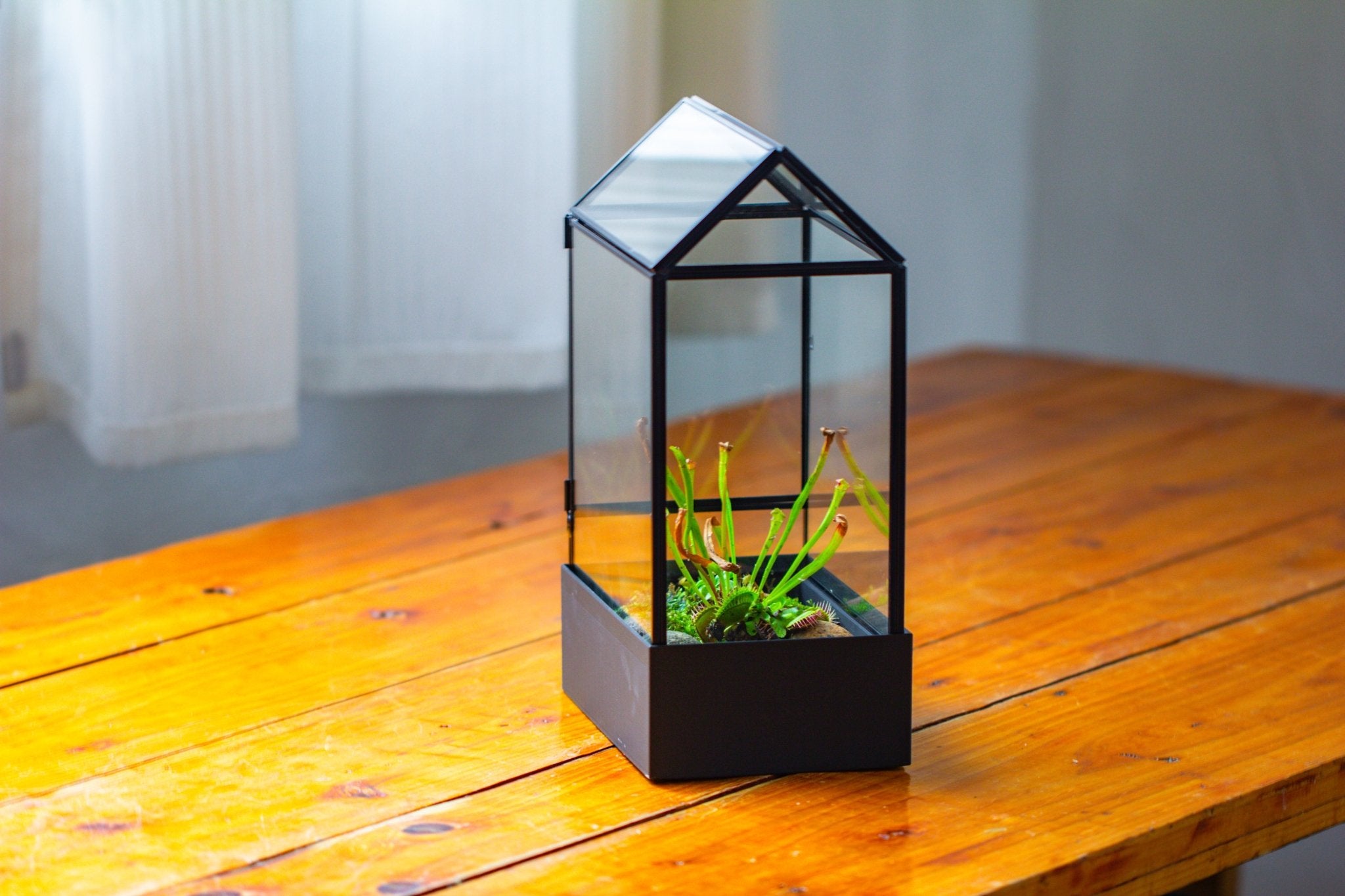 11“ Tall Glass Terrarium with Water - Holding Base and Side Door - NCYPgarden