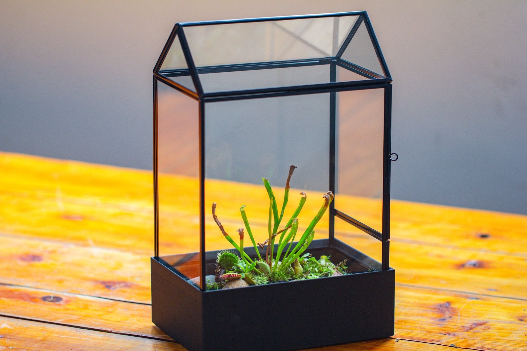 11“ Tall Glass Terrarium with Water - Holding Base and Side Door - NCYPgarden