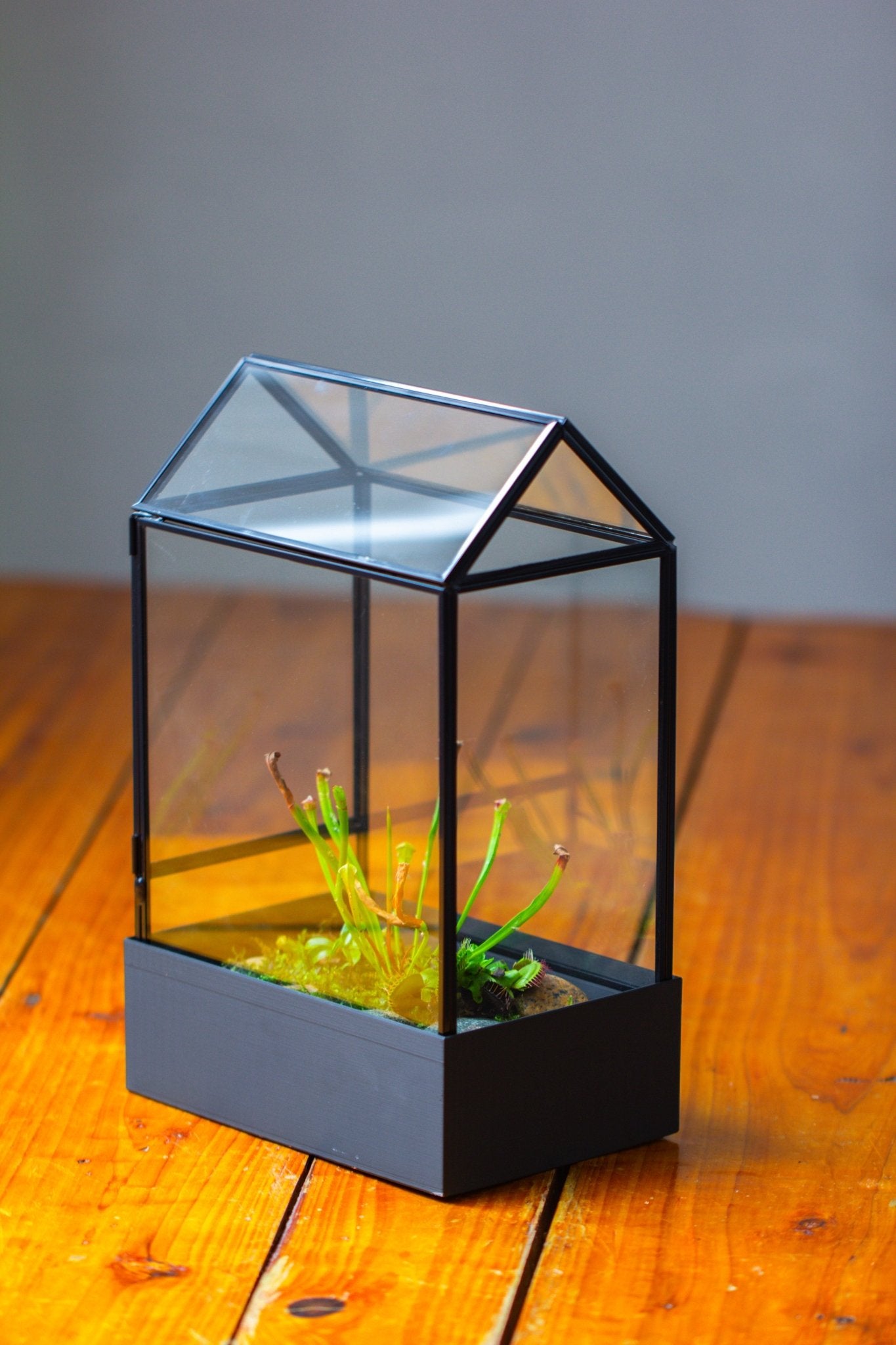 11“ Tall Glass Terrarium with Water - Holding Base and Side Door - NCYPgarden