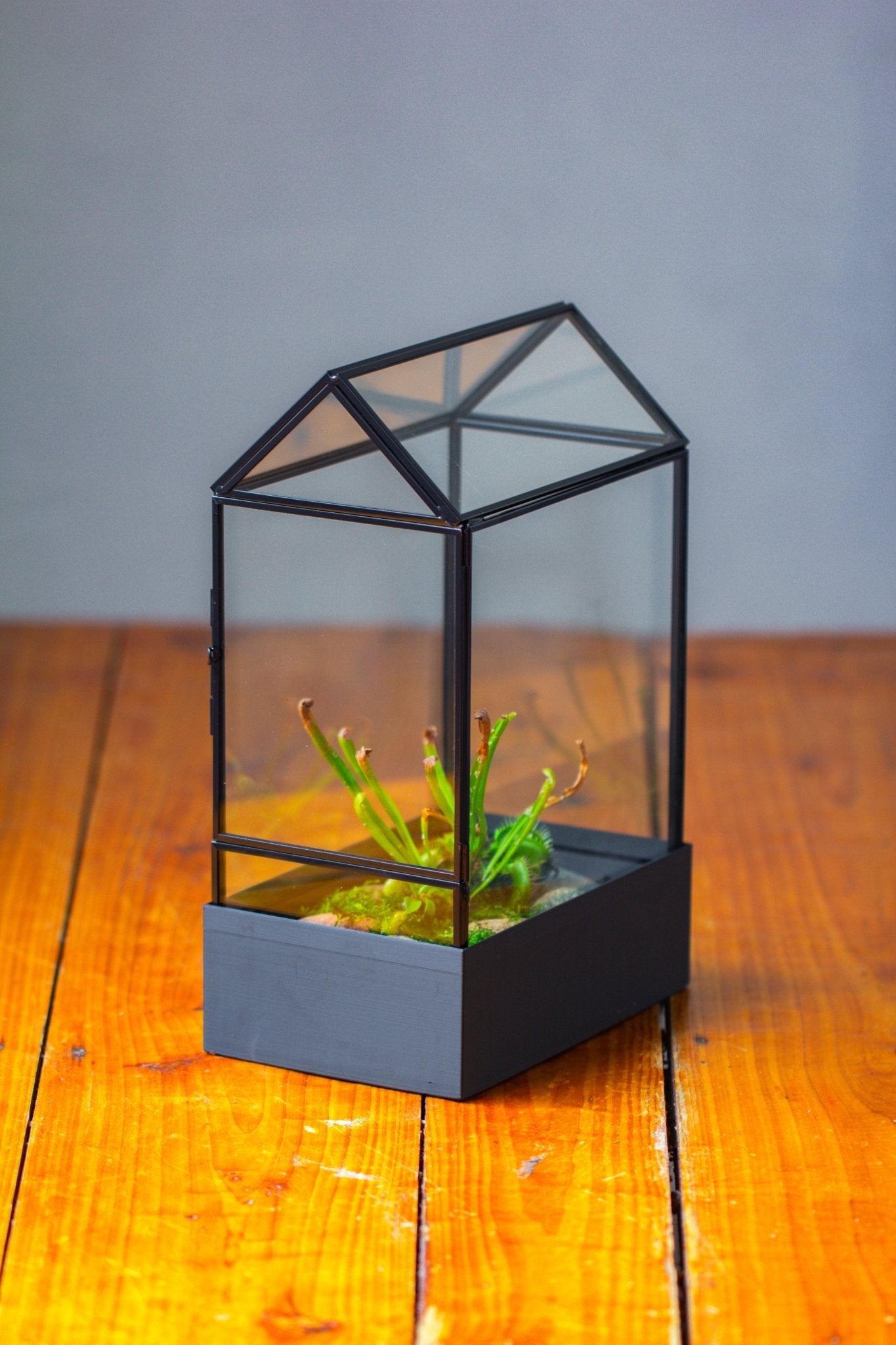 11“ Tall Glass Terrarium with Water - Holding Base and Side Door - NCYPgarden