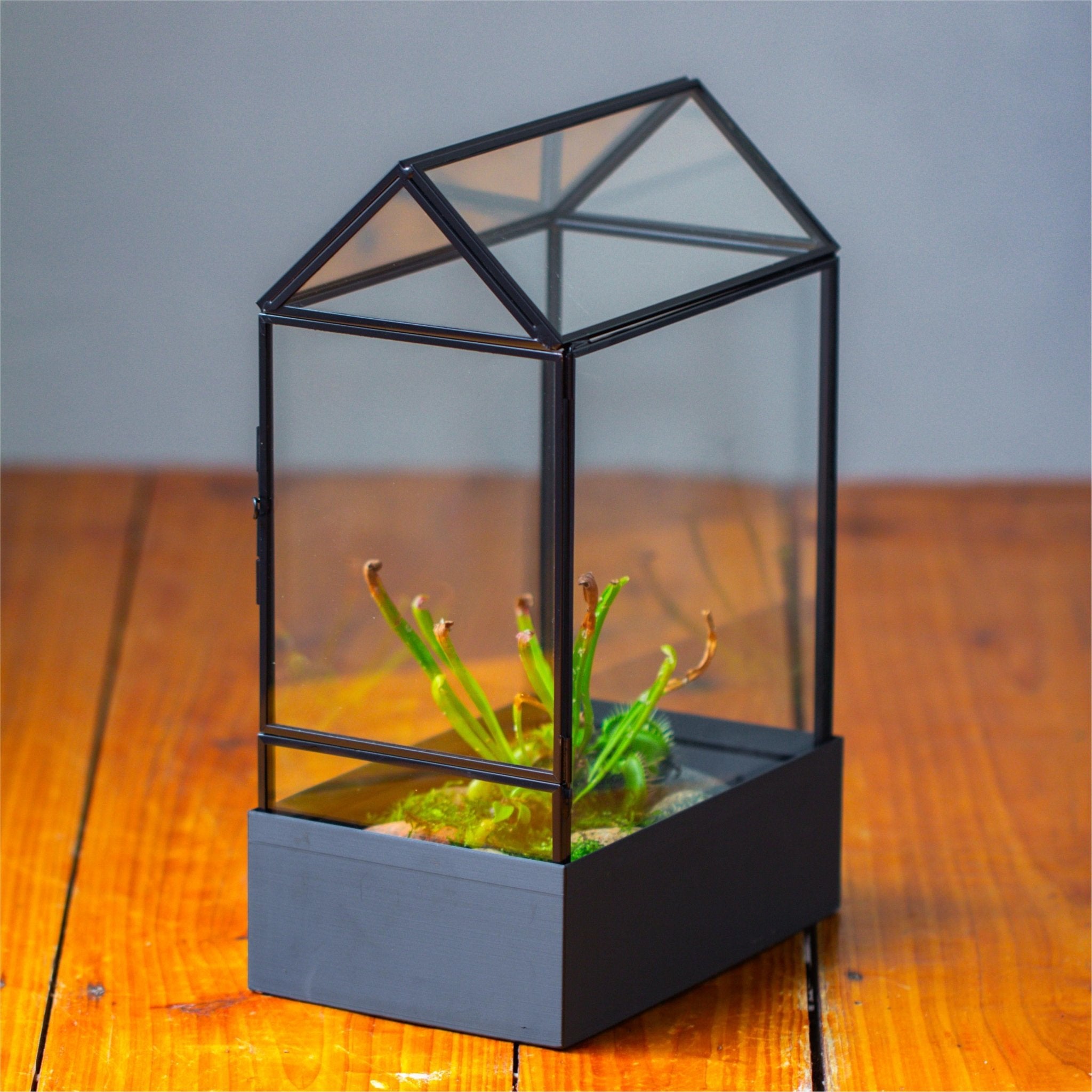 11“ Tall Glass Terrarium with Water - Holding Base and Side Door - NCYPgarden