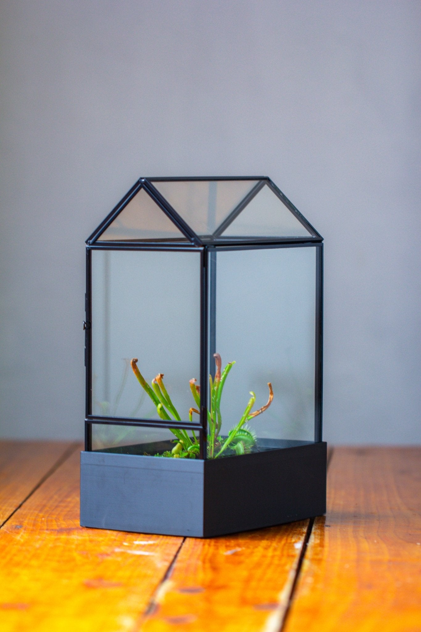 11“ Tall Glass Terrarium with Water - Holding Base and Side Door - NCYPgarden