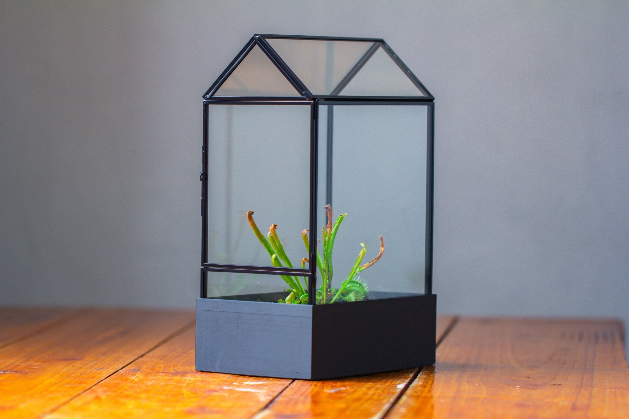 11“ Tall Glass Terrarium with Water - Holding Base and Side Door - NCYPgarden