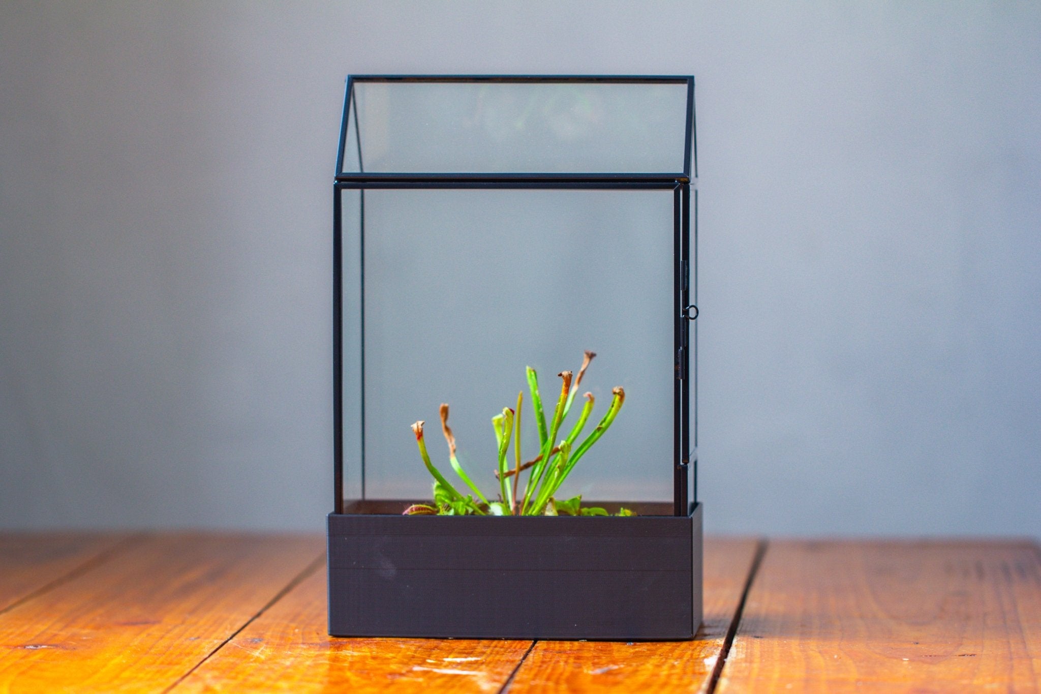 11“ Tall Glass Terrarium with Water - Holding Base and Side Door - NCYPgarden