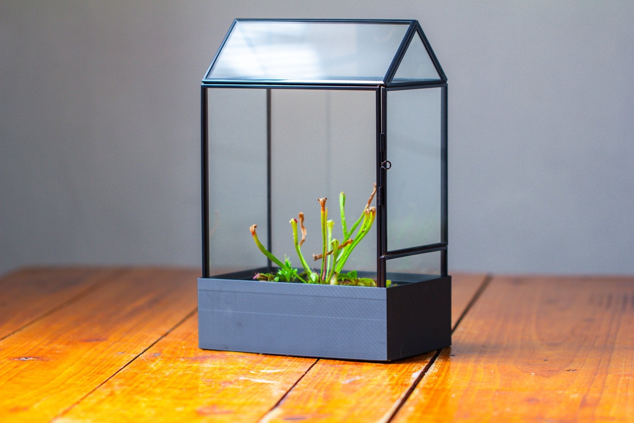 11“ Tall Glass Terrarium with Water - Holding Base and Side Door - NCYPgarden