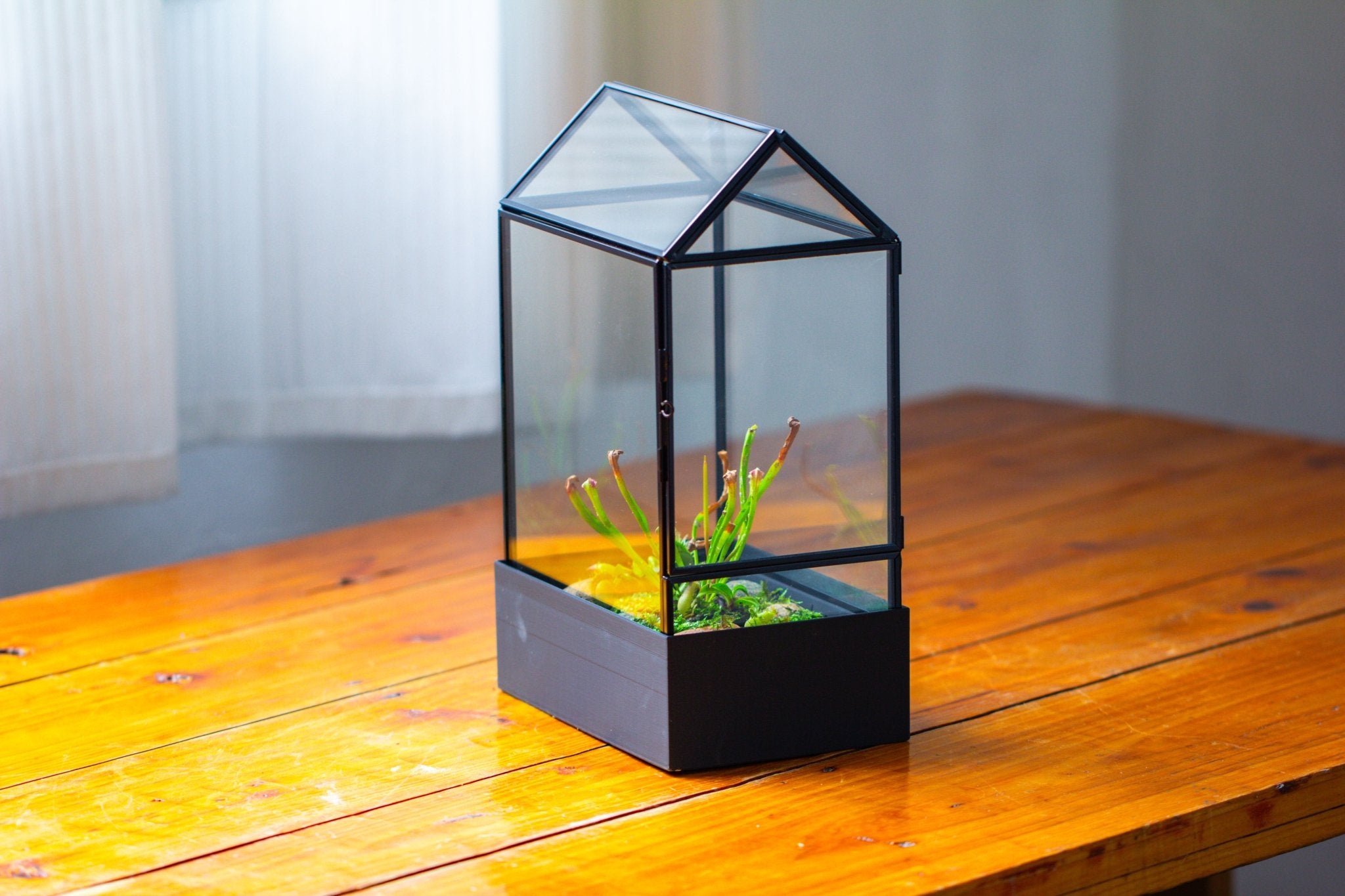 11“ Tall Glass Terrarium with Water - Holding Base and Side Door - NCYPgarden