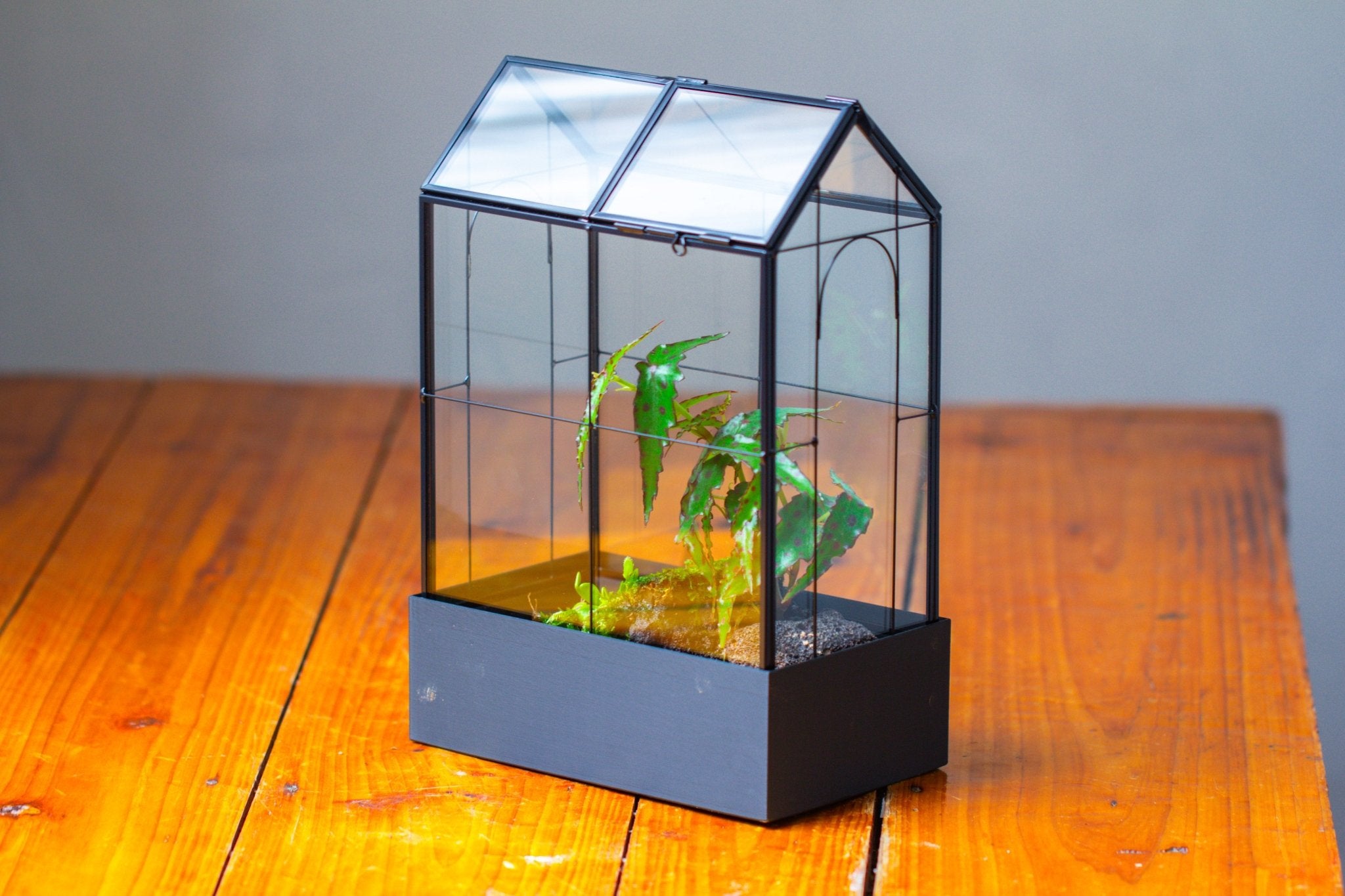 11" Tall Vintage Greenhouse Glass Terrarium with Water - Holding Base and Top Door - NCYPgarden