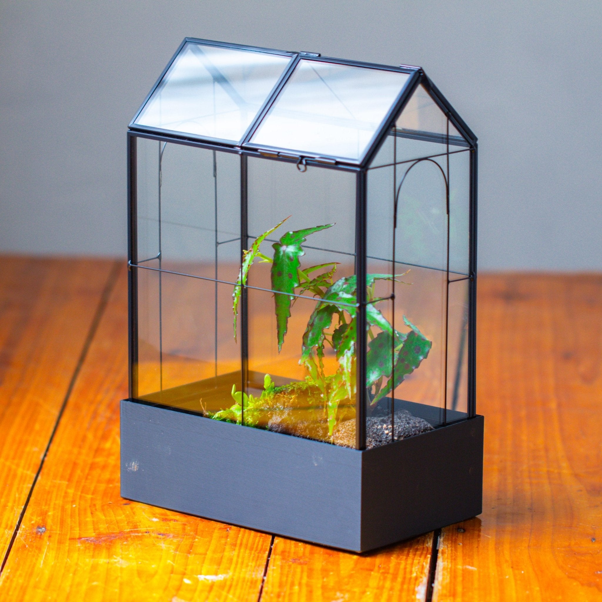 11" Tall Vintage Greenhouse Glass Terrarium with Water - Holding Base and Top Door - NCYPgarden