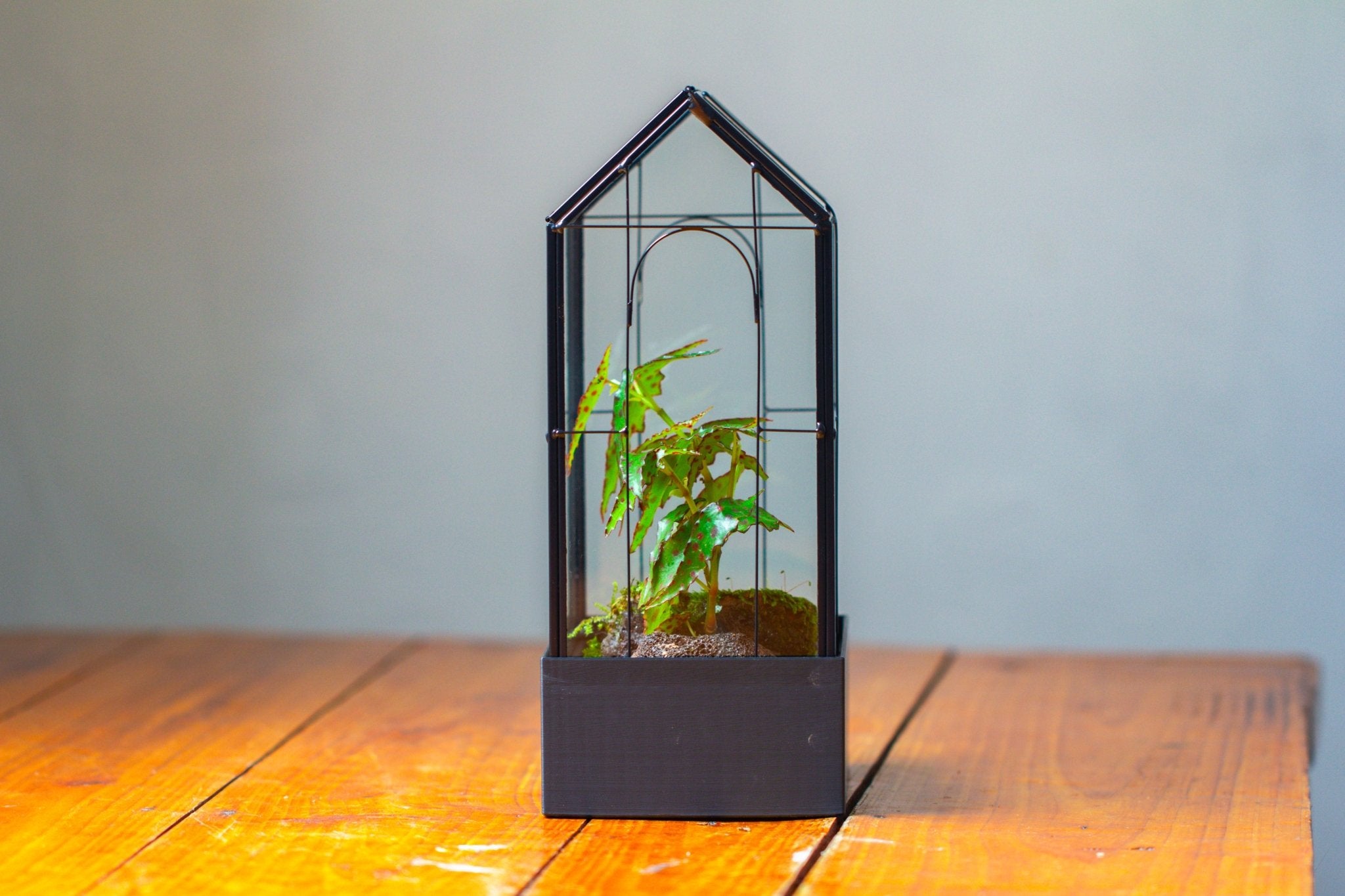 11" Tall Vintage Greenhouse Glass Terrarium with Water - Holding Base and Top Door - NCYPgarden