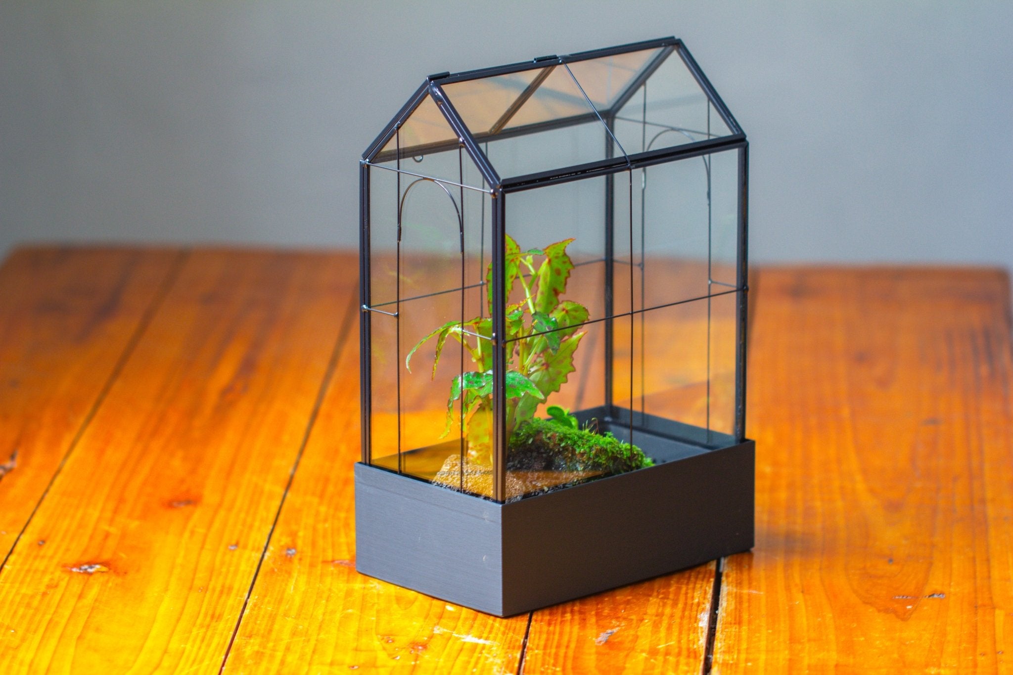 11" Tall Vintage Greenhouse Glass Terrarium with Water - Holding Base and Top Door - NCYPgarden