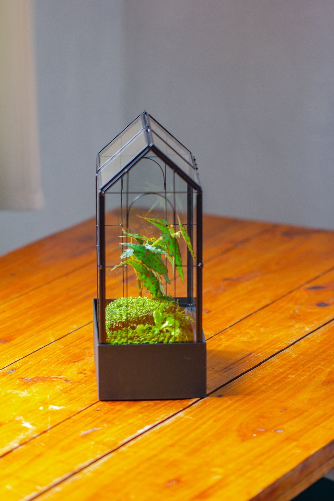 11" Tall Vintage Greenhouse Glass Terrarium with Water - Holding Base and Top Door - NCYPgarden