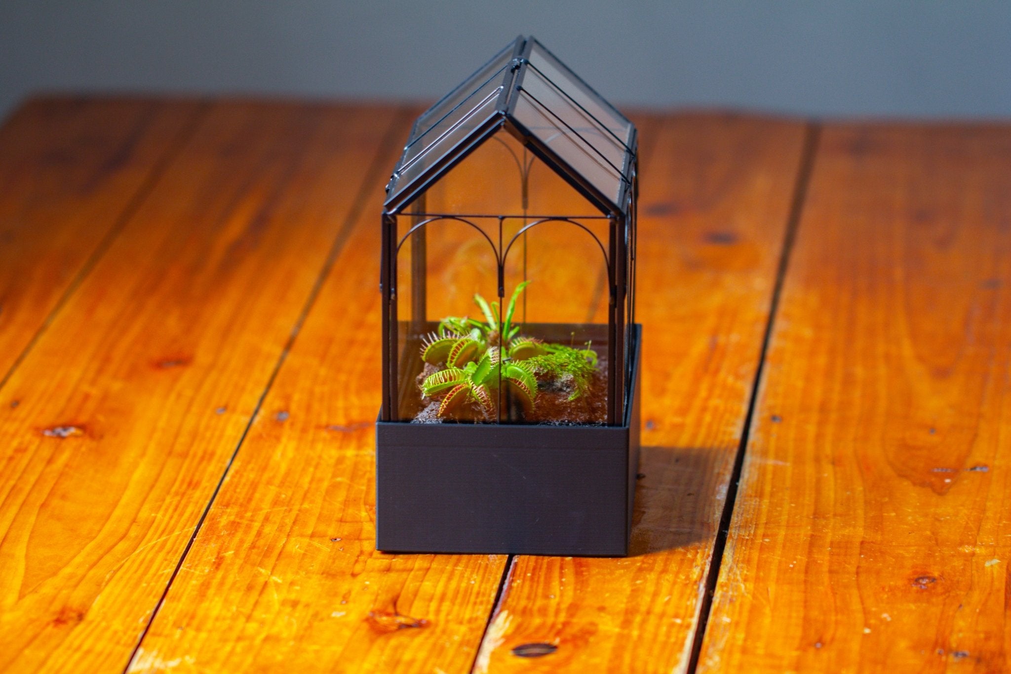 8" Vintage Greenhouse Glass Terrarium with Water - Holding Base and Top Door - NCYPgarden