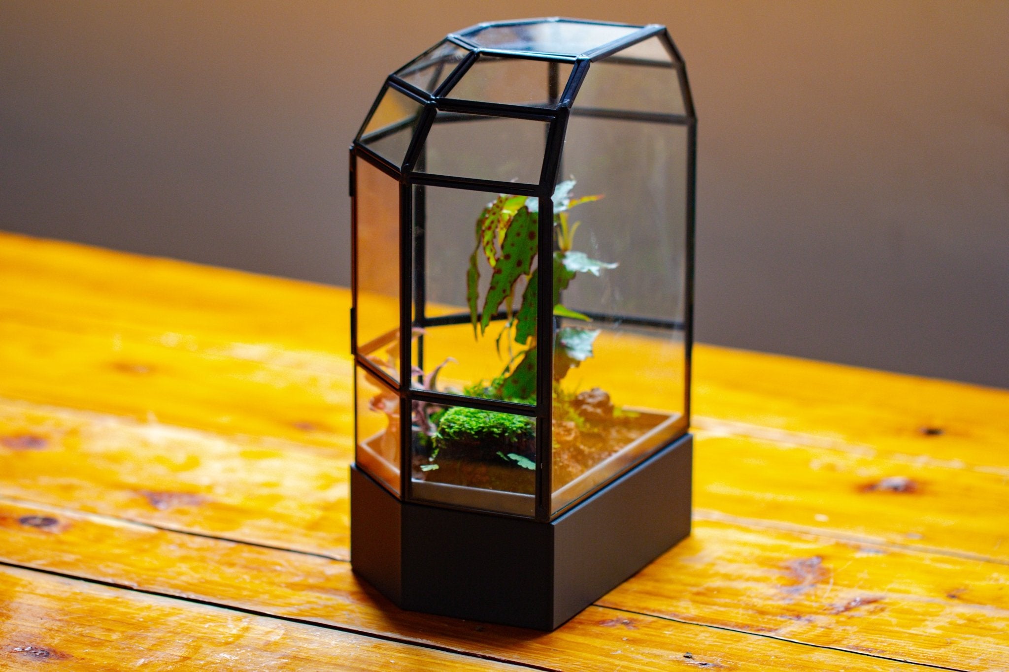 10" Tall Half Dome Glass Terrarium with Water - Holding Base and Door - NCYPgarden