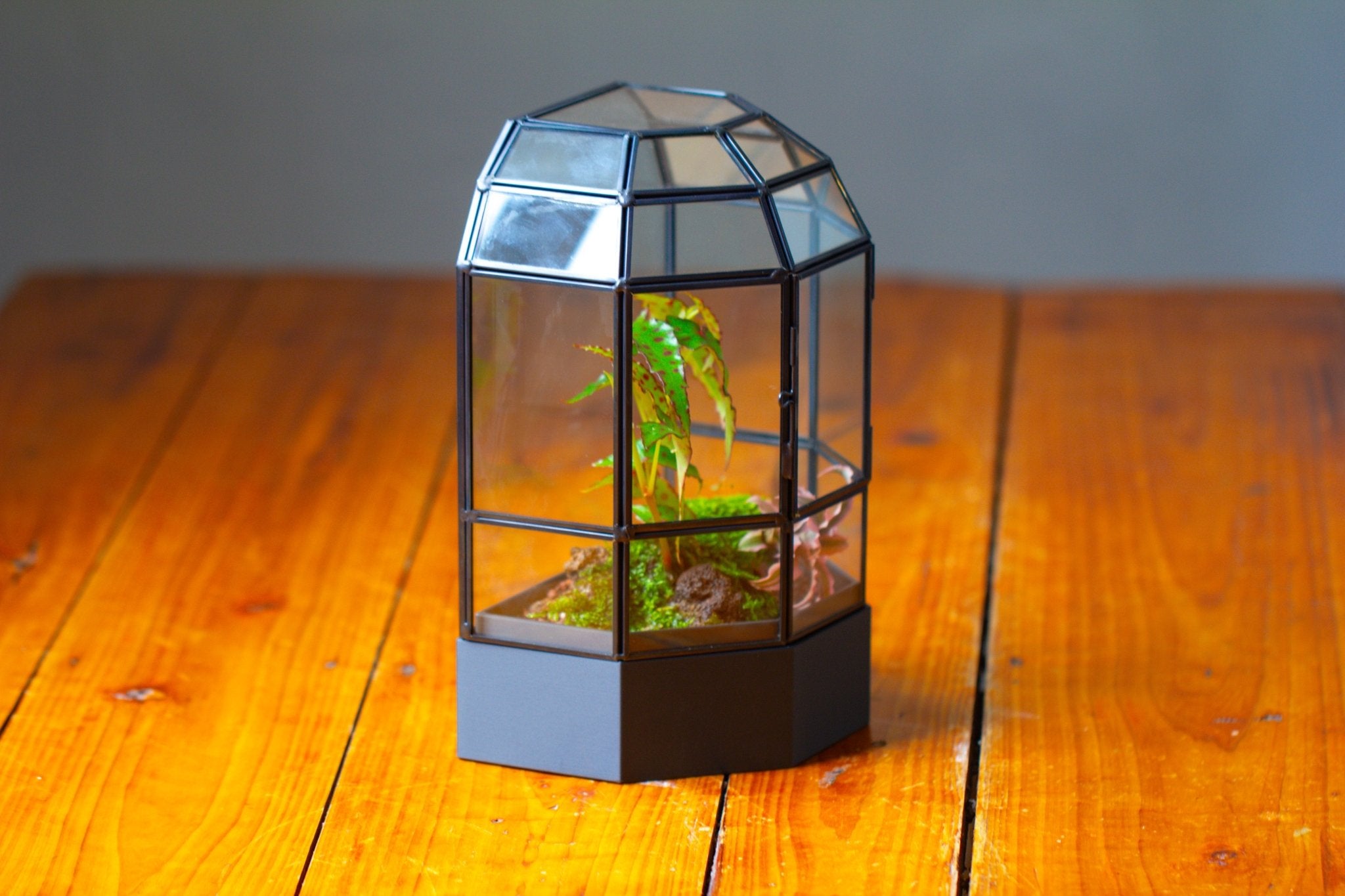 10" Tall Half Dome Glass Terrarium with Water - Holding Base and Door - NCYPgarden