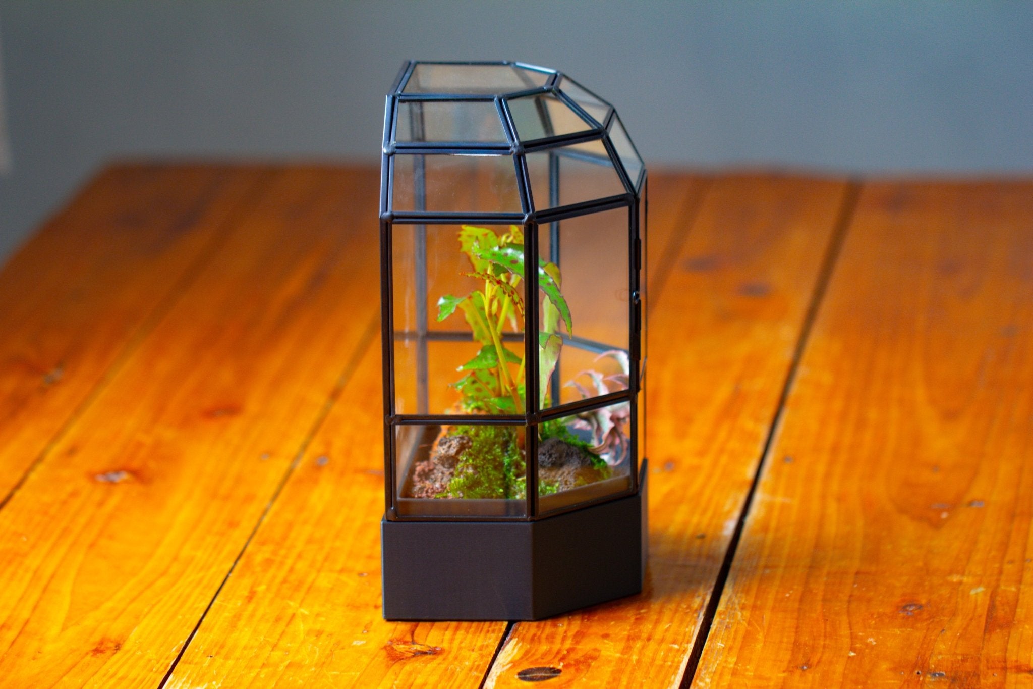 10" Tall Half Dome Glass Terrarium with Water - Holding Base and Door - NCYPgarden