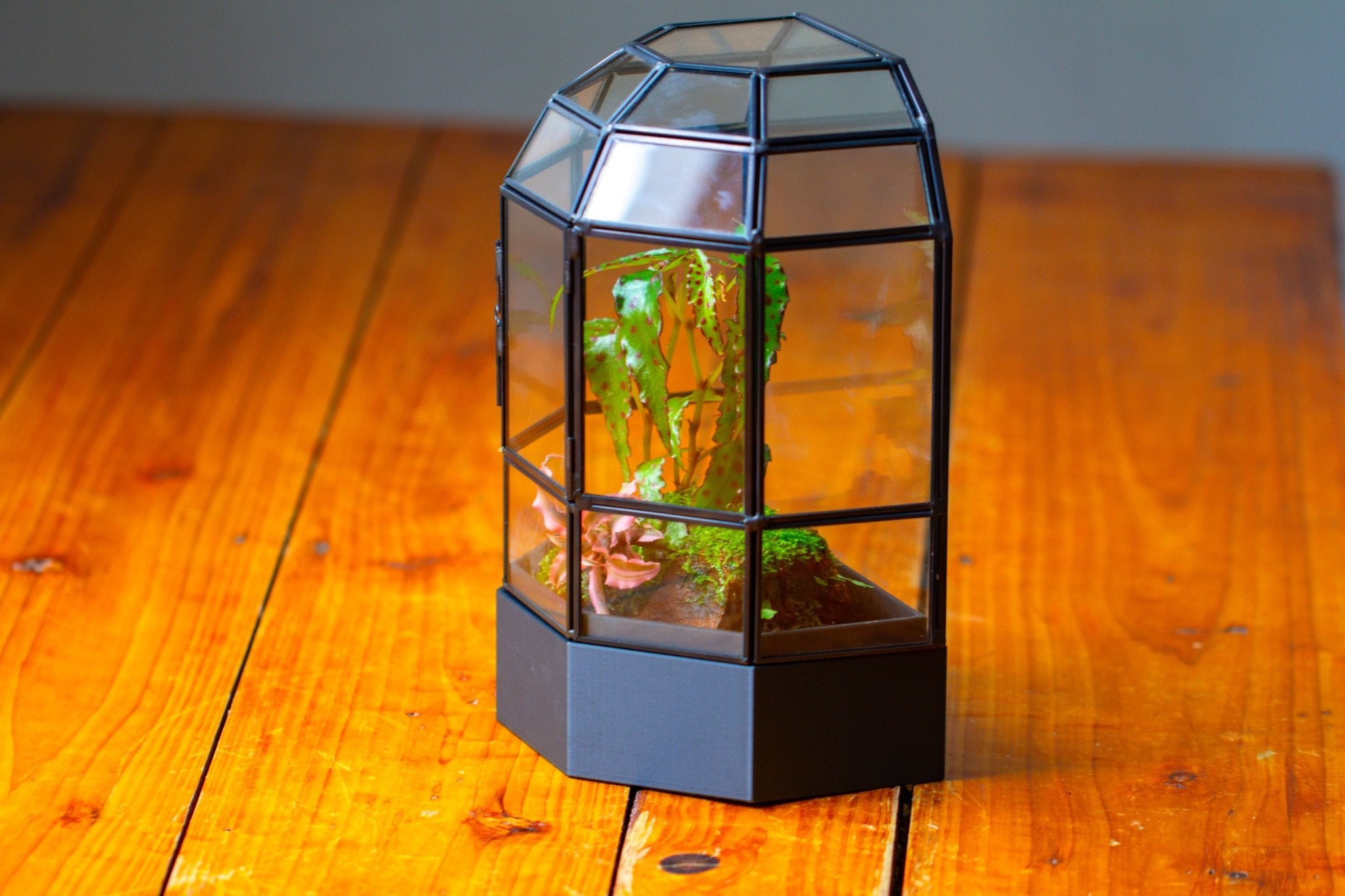 10" Tall Half Dome Glass Terrarium with Water - Holding Base and Door - NCYPgarden