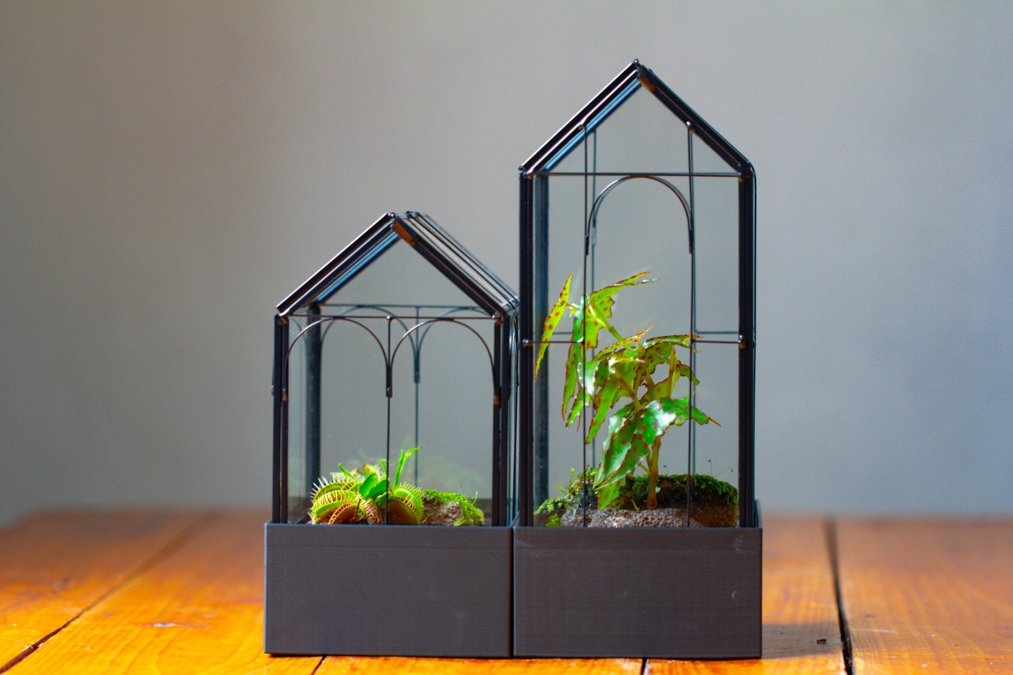 11" Tall Vintage Greenhouse Glass Terrarium with Water - Holding Base and Top Door - NCYPgarden