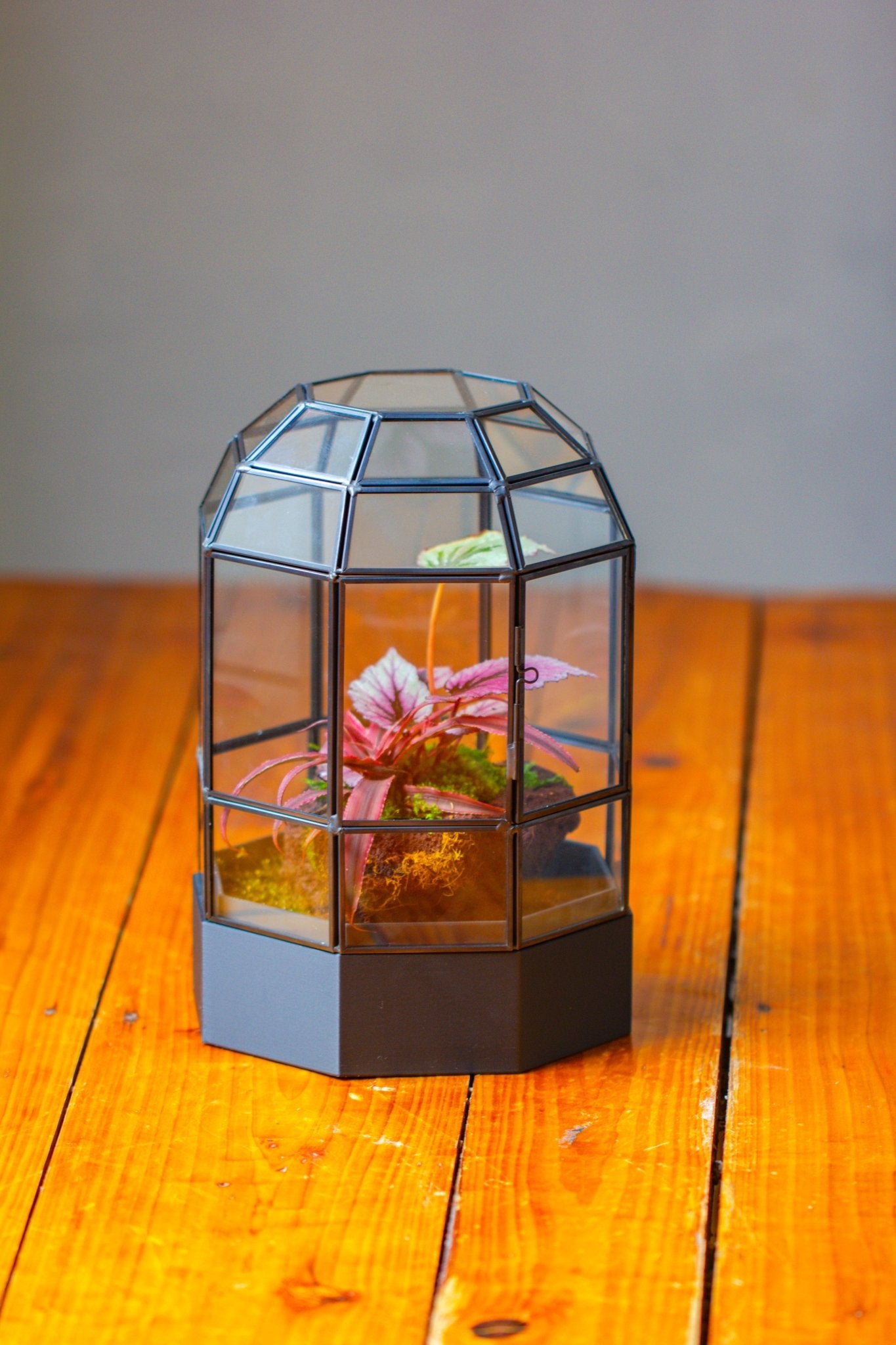 10" Tall Dome Glass Terrarium with Water - Holding Base and Door - NCYPgarden