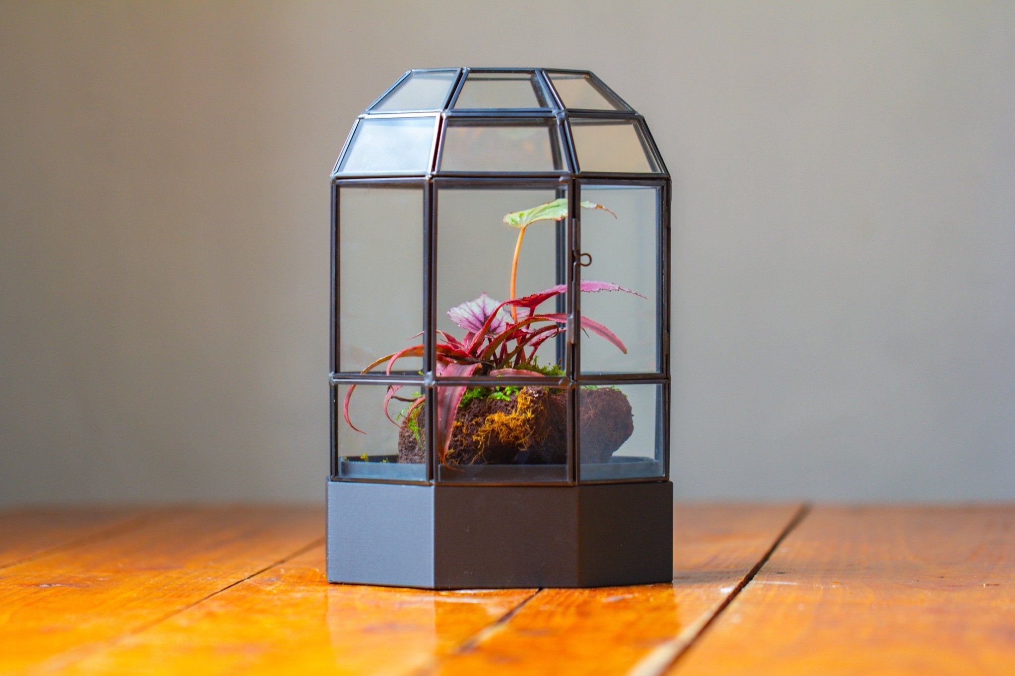 10" Tall Dome Glass Terrarium with Water - Holding Base and Door - NCYPgarden