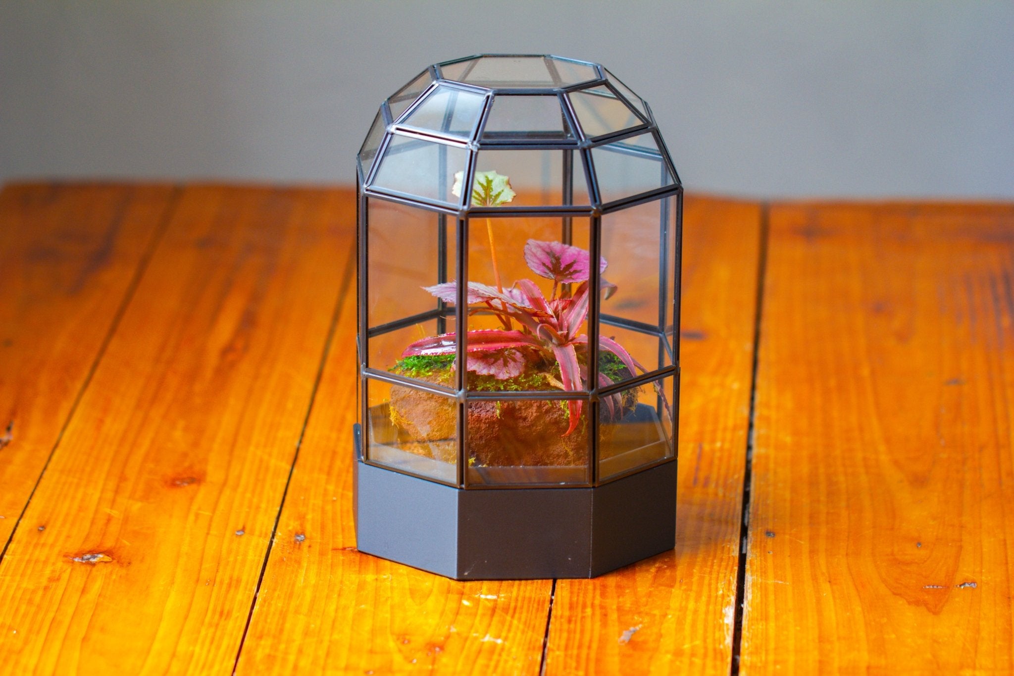 10" Tall Dome Glass Terrarium with Water - Holding Base and Door - NCYPgarden