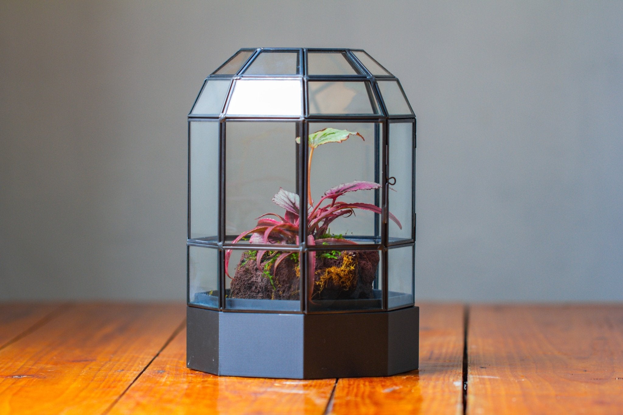 10" Tall Dome Glass Terrarium with Water - Holding Base and Door - NCYPgarden