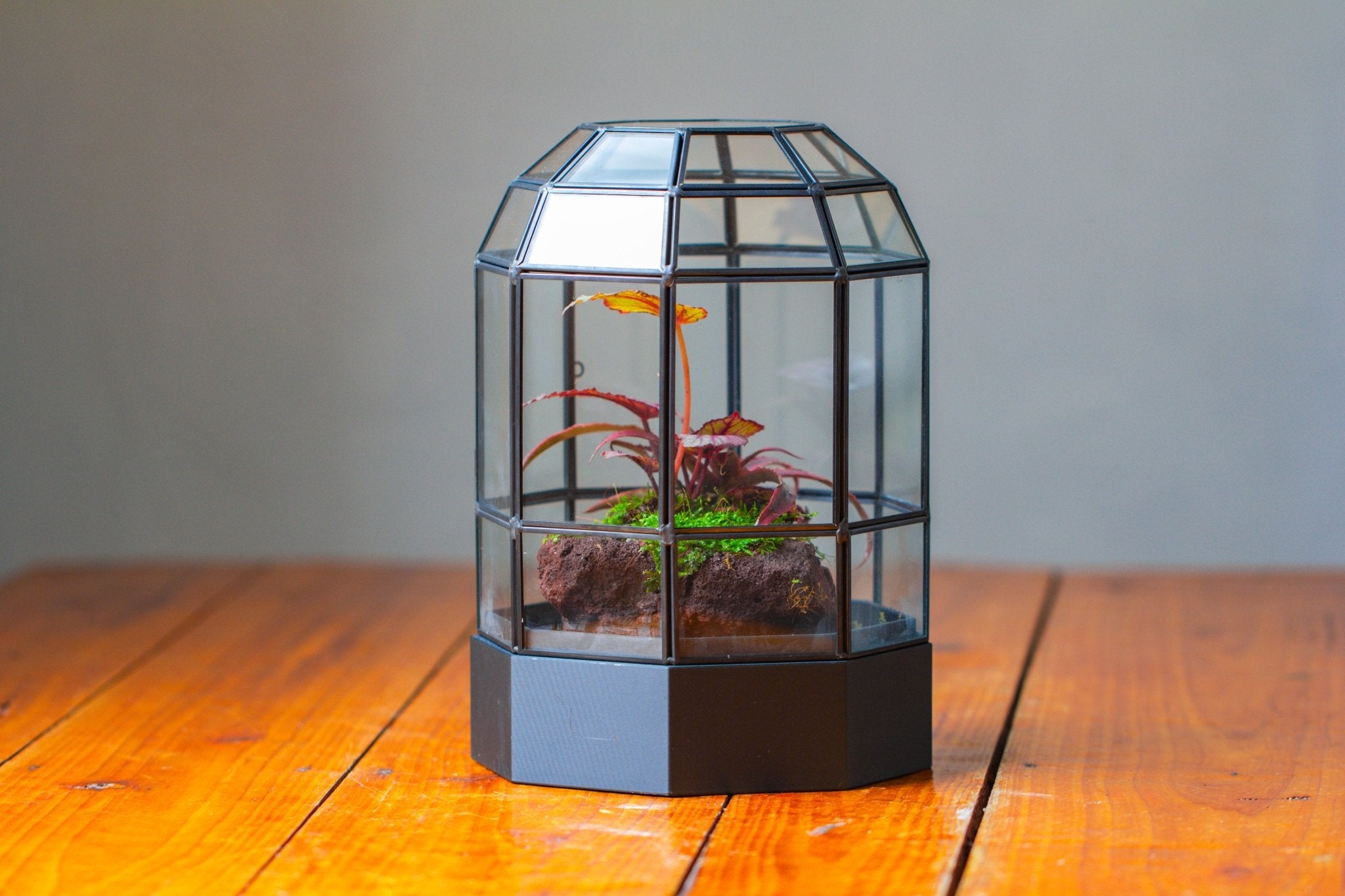 10" Tall Dome Glass Terrarium with Water - Holding Base and Door - NCYPgarden