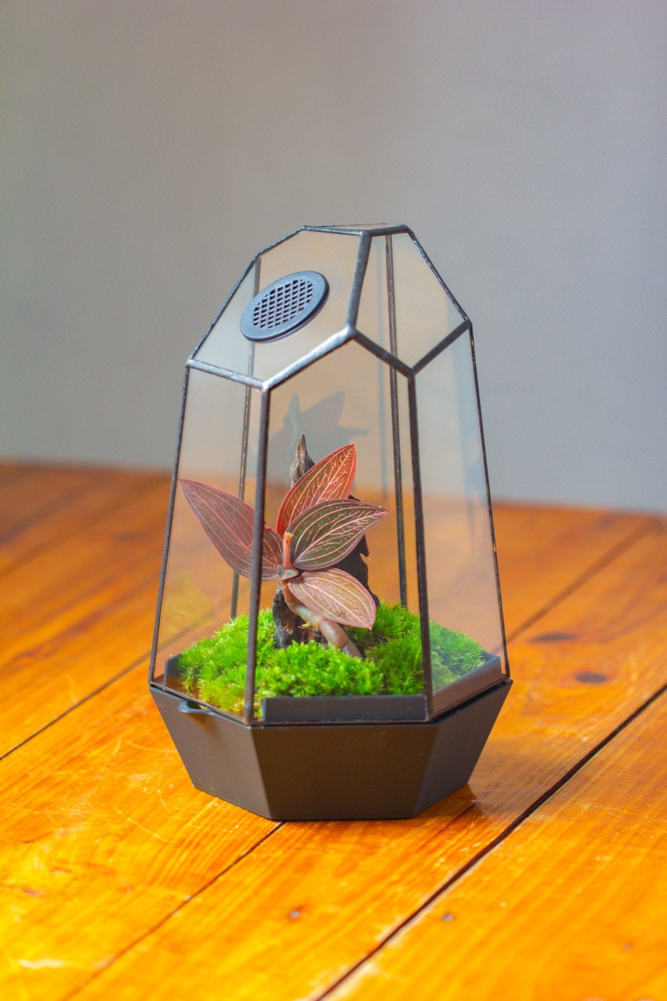 Self - Contained Close Geometric GlassTerrarium with top vent with Waterproof Base, for Moss, Sundew and Venus Flytrap - NCYPgarden