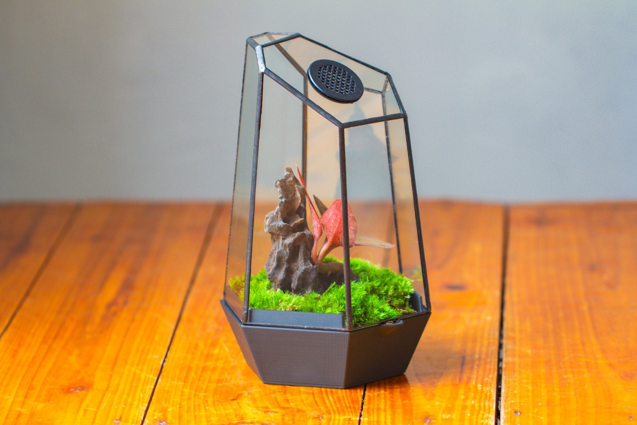 Self - Contained Close Geometric GlassTerrarium with top vent with Waterproof Base, for Moss, Sundew and Venus Flytrap - NCYPgarden