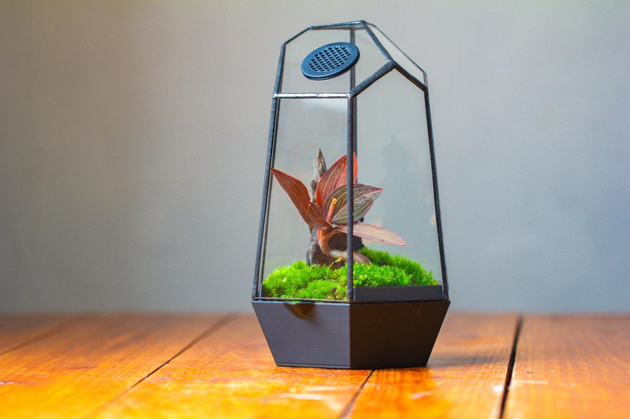 Self - Contained Close Geometric GlassTerrarium with top vent with Waterproof Base, for Moss, Sundew and Venus Flytrap - NCYPgarden