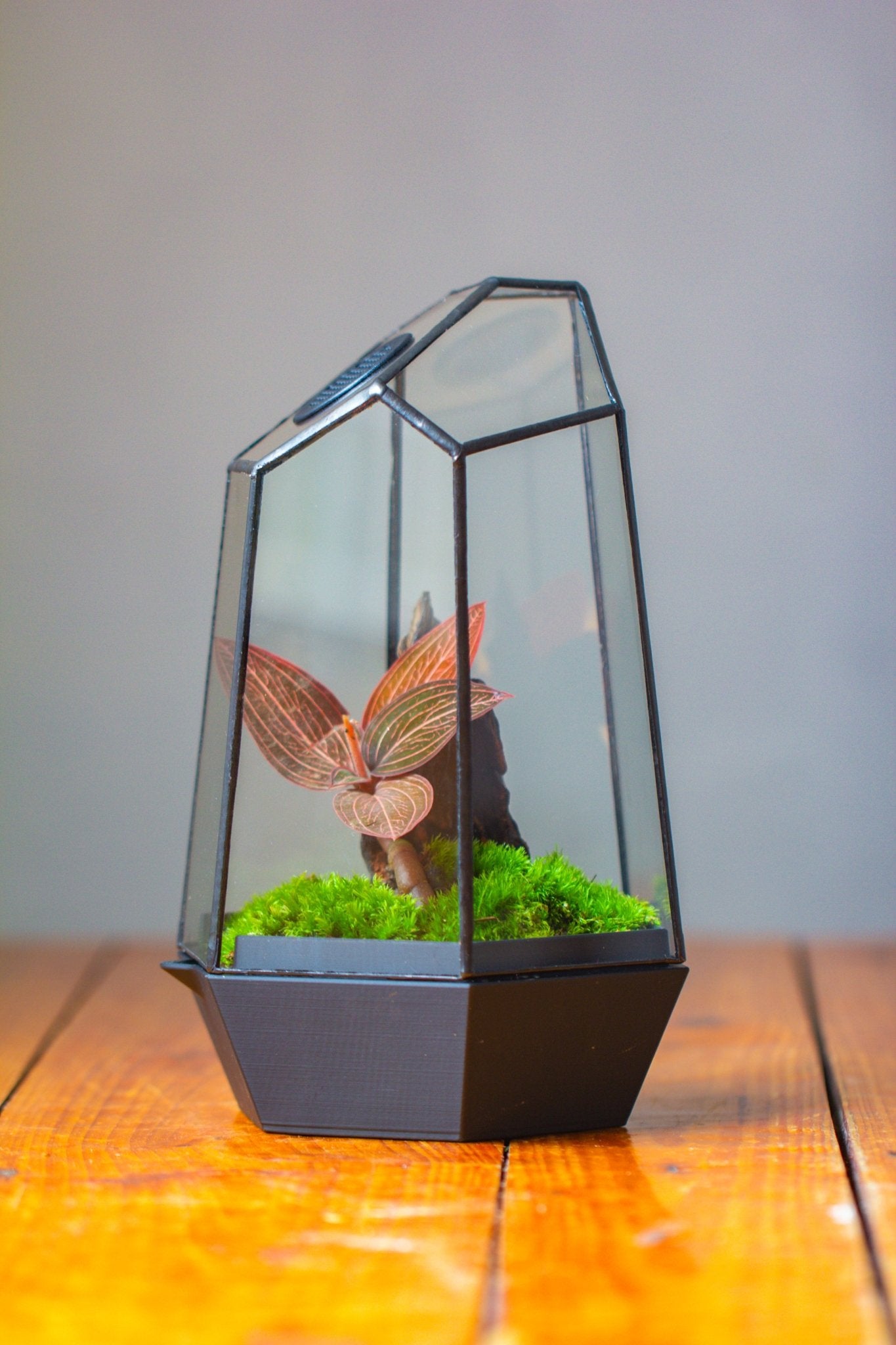 Self - Contained Close Geometric GlassTerrarium with top vent with Waterproof Base, for Moss, Sundew and Venus Flytrap - NCYPgarden