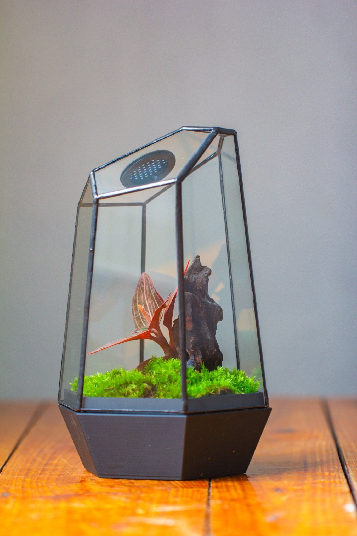 Self - Contained Close Geometric GlassTerrarium with top vent with Waterproof Base, for Moss, Sundew and Venus Flytrap - NCYPgarden