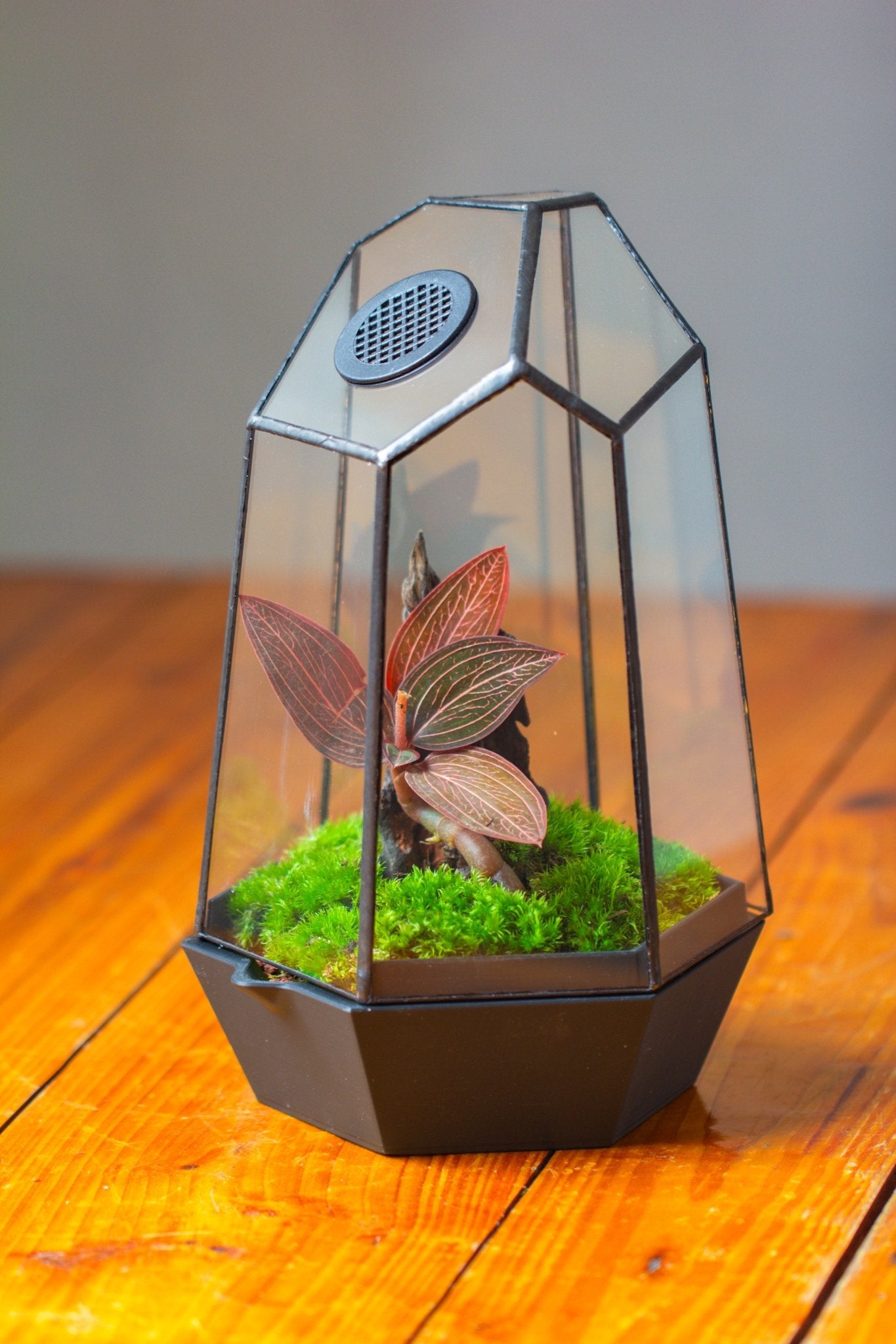 Self - Contained Close Geometric GlassTerrarium with top vent with Waterproof Base, for Moss, Sundew and Venus Flytrap - NCYPgarden