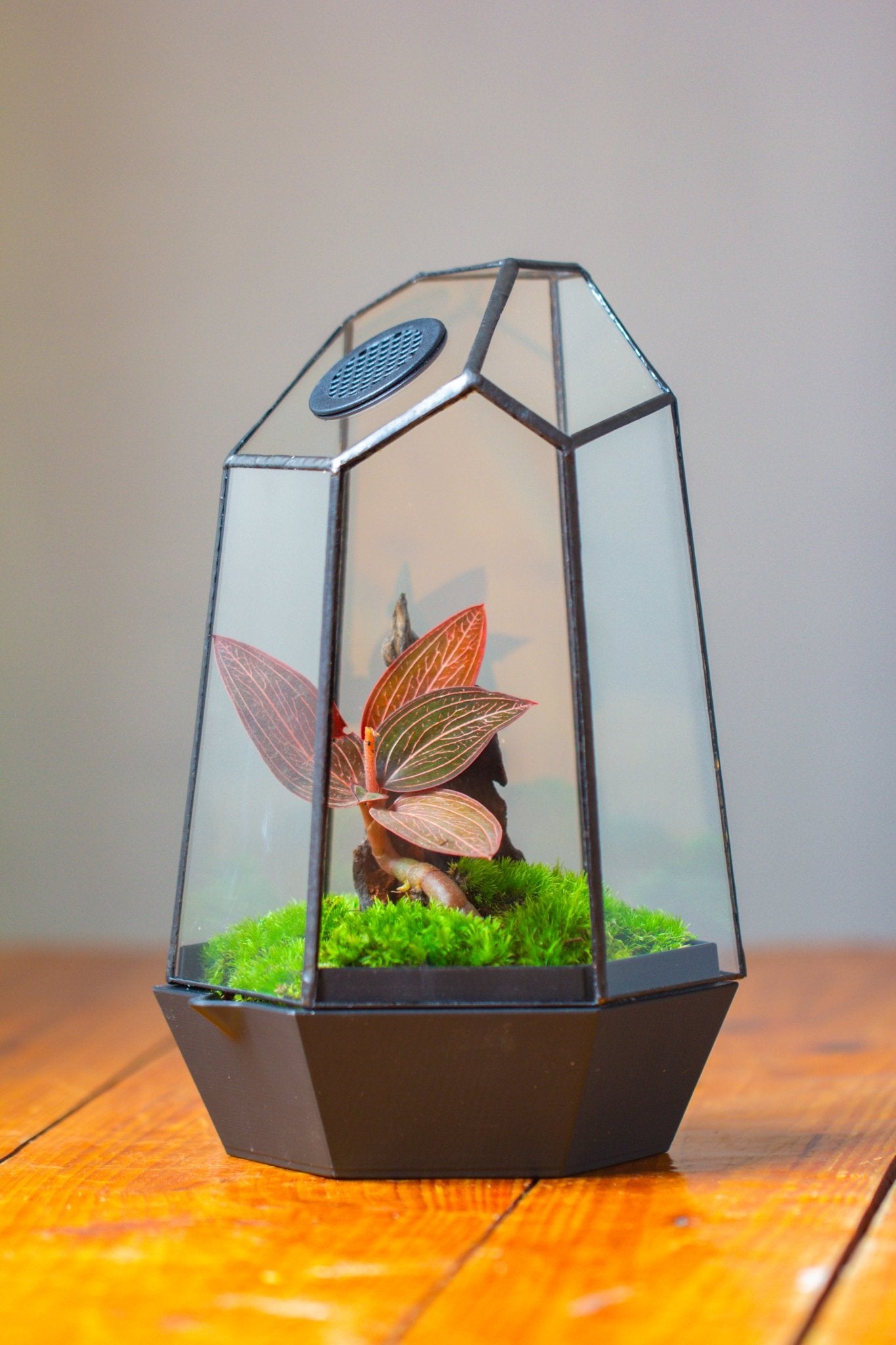 Self - Contained Close Geometric GlassTerrarium with top vent with Waterproof Base, for Moss, Sundew and Venus Flytrap - NCYPgarden
