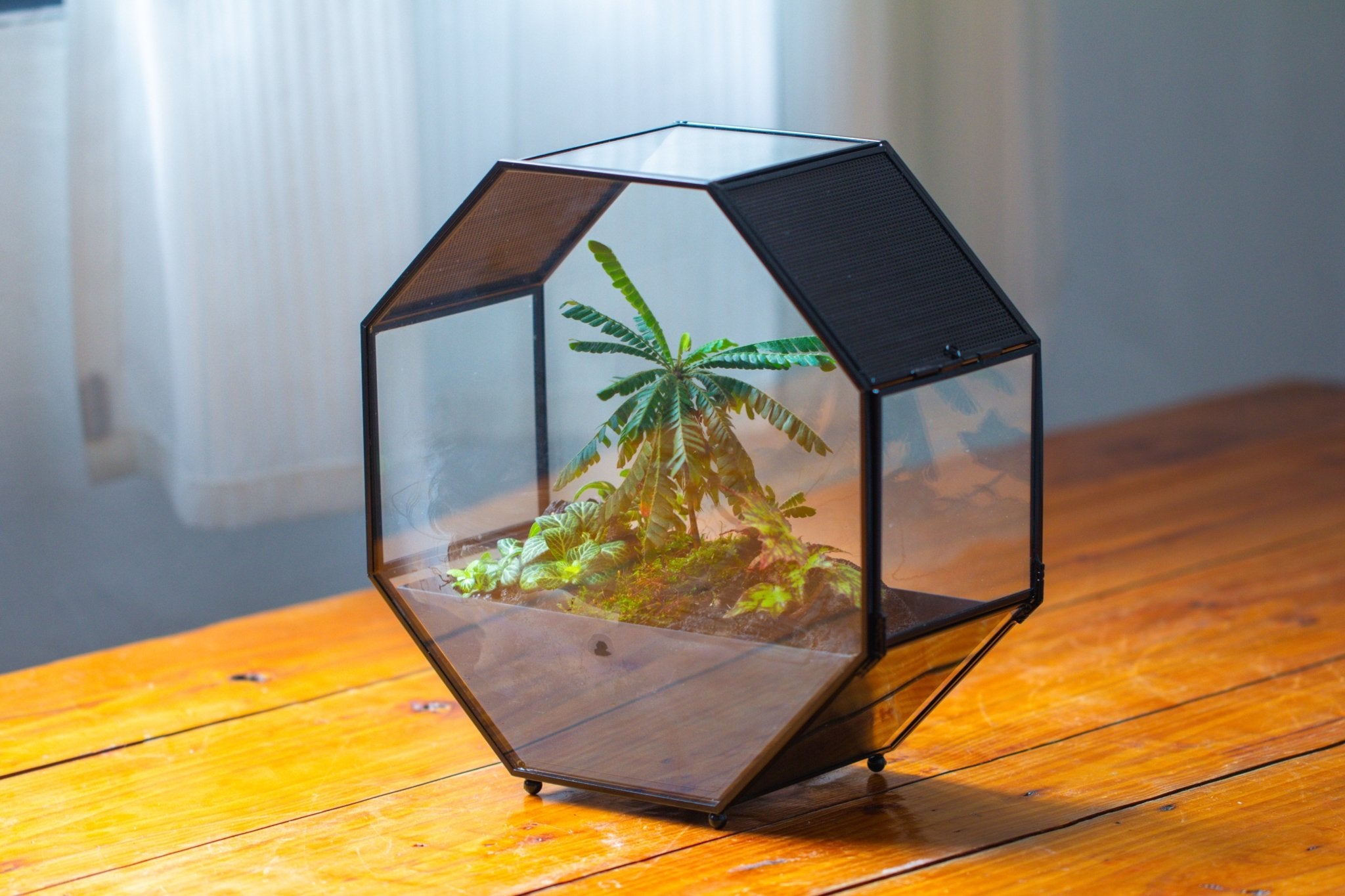 Handmade Octagon Glass Geometric Terrarium with Side Vent, Spider Terrarium, Jumping Spider/Snail Terrarium, Jumping Spider Enclosure - NCYPgarden