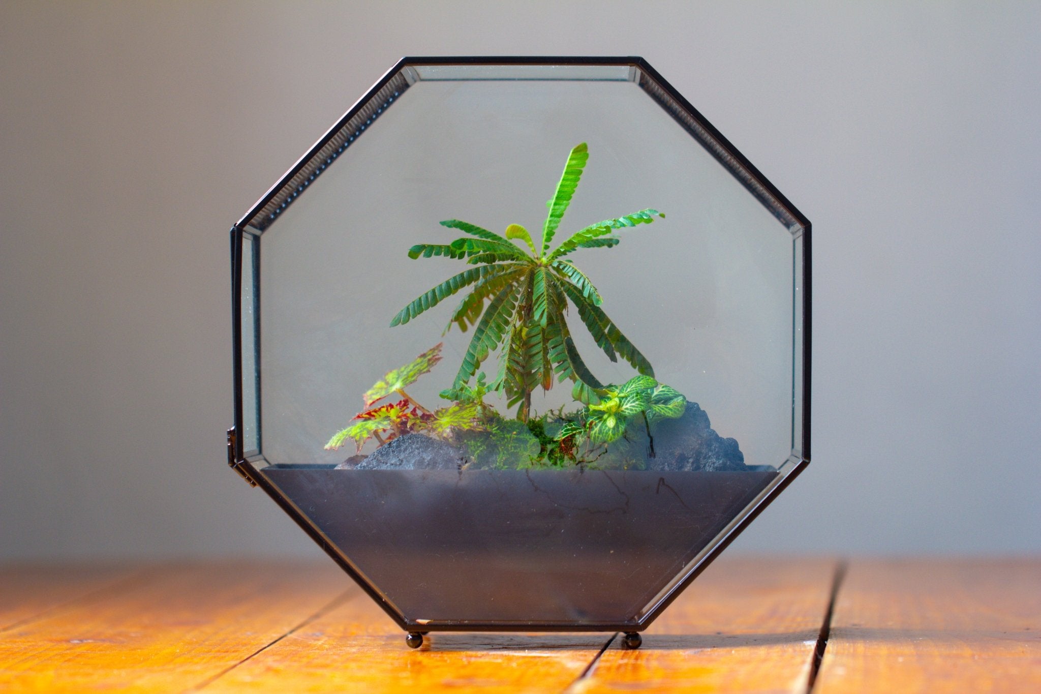 Handmade Octagon Glass Geometric Terrarium with Side Vent, Spider Terrarium, Jumping Spider/Snail Terrarium, Jumping Spider Enclosure - NCYPgarden