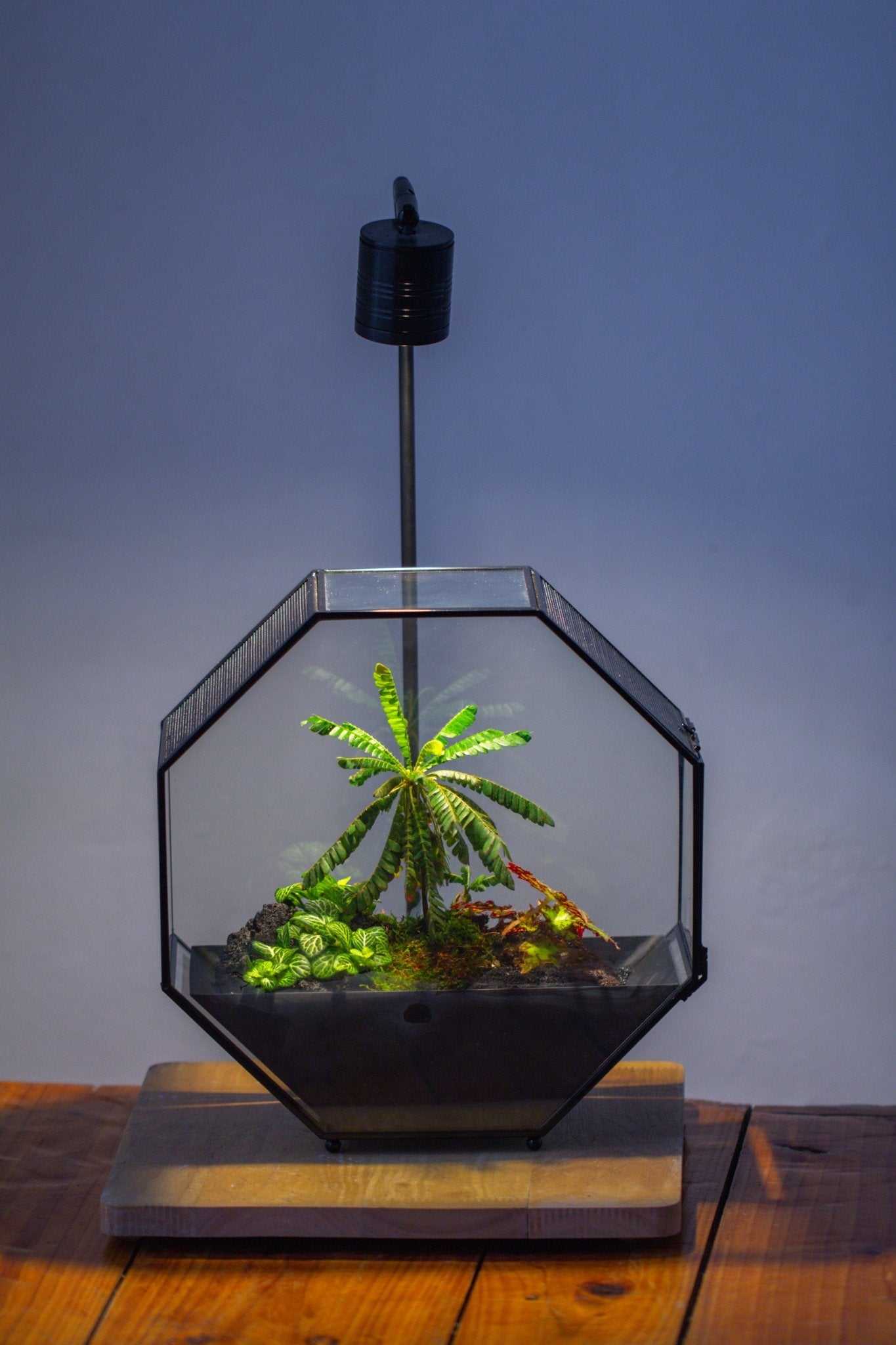 Handmade Octagon Glass Geometric Terrarium with Side Vent, Spider Terrarium, Jumping Spider/Snail Terrarium, Jumping Spider Enclosure - NCYPgarden