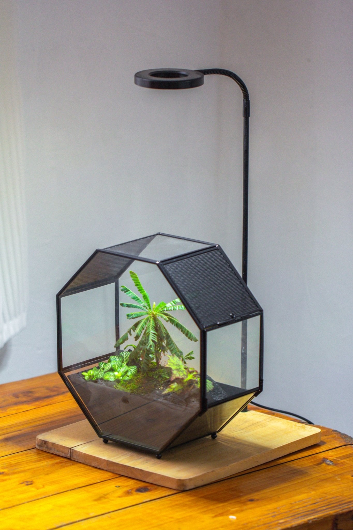 Handmade Octagon Glass Geometric Terrarium with Side Vent, Spider Terrarium, Jumping Spider/Snail Terrarium, Jumping Spider Enclosure - NCYPgarden