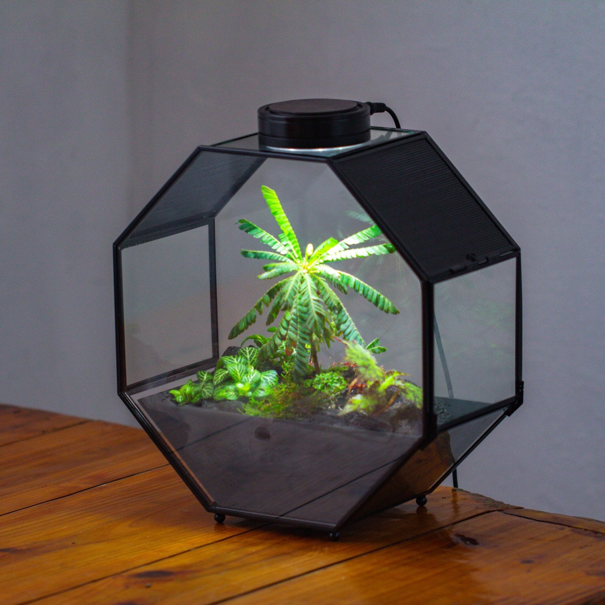 10" Octagon Glass Geometric Terrarium with Side Vent, Spider Terrarium, Jumping Spider/Snail Terrarium, Jumping Spider Enclosure - NCYPgarden