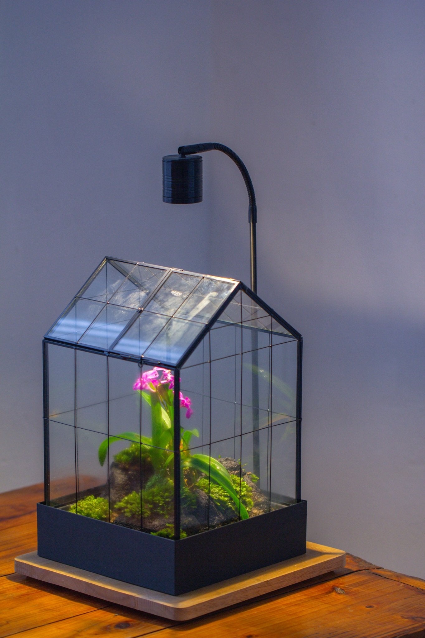 11” Vintage Greenhouse Glass Terrarium with Water - Holding Tray and Top Door - NCYPgarden