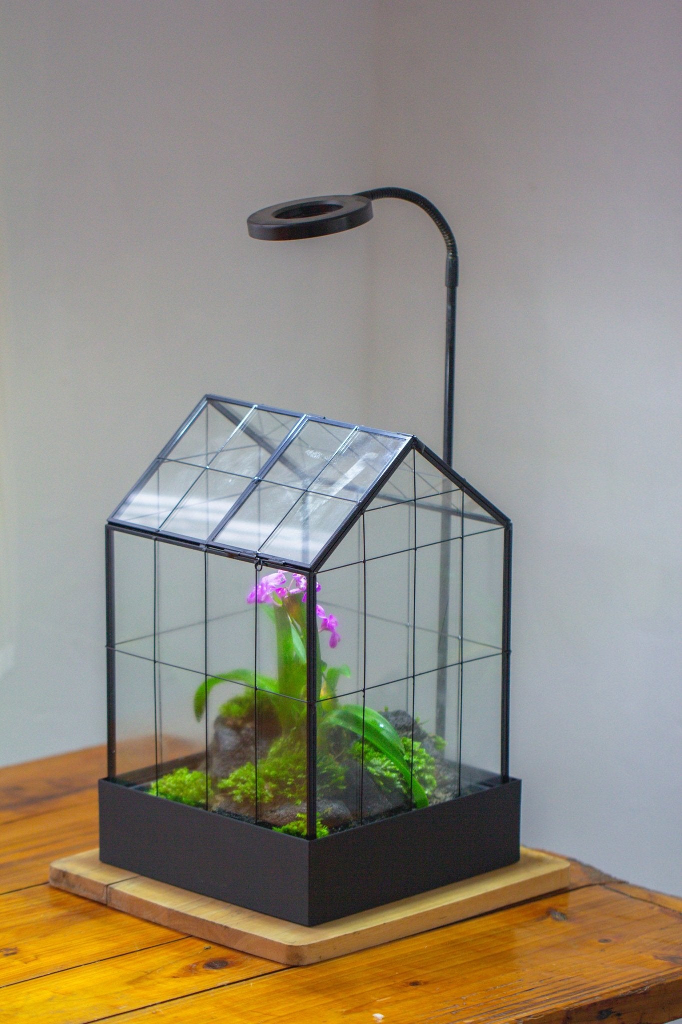 11” Vintage Greenhouse Glass Terrarium with Water - Holding Tray and Top Door - NCYPgarden
